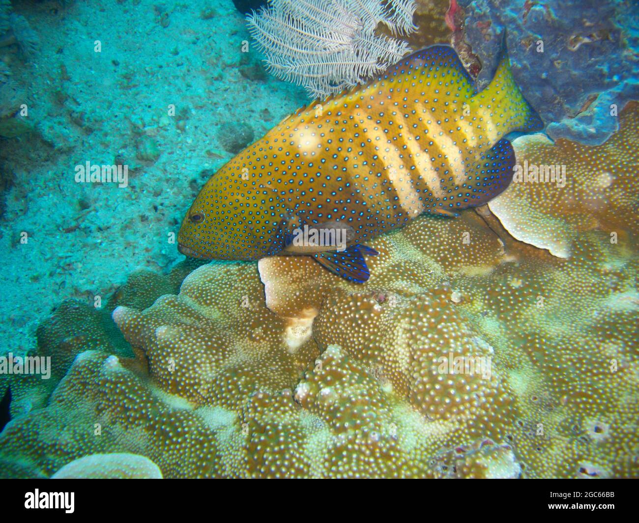 Peacock Grouper (Cephalopholis Argus) nuota nel mare filippino 15.11.2012 Foto Stock