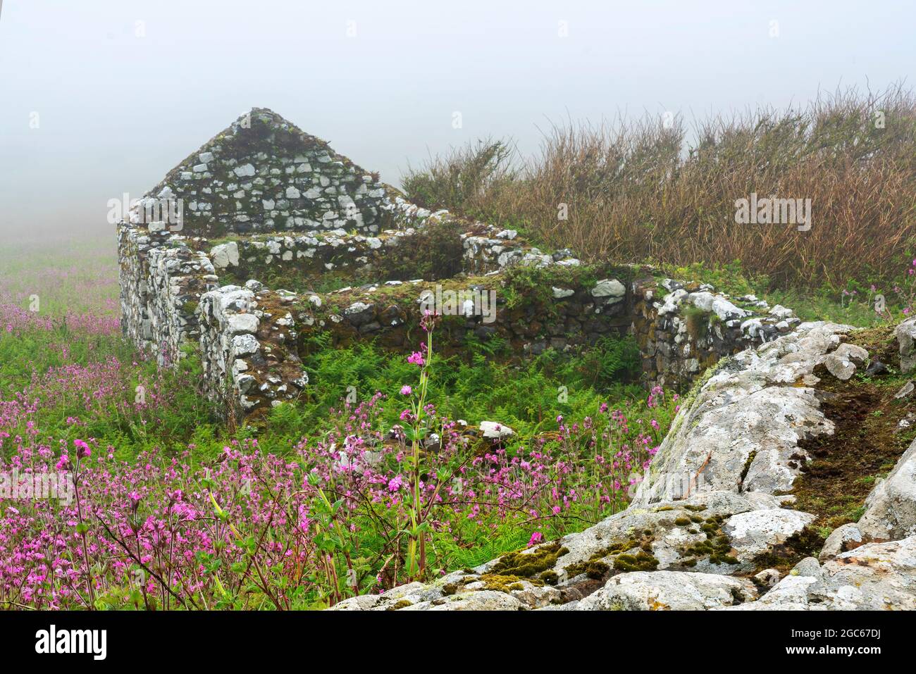 Old Farmstead edificio paesaggio su Skomer Island Pembrokeshire South Wales UK che è ora una vecchia rovina con un muro di pietra coperto di nebbia, stock phot Foto Stock