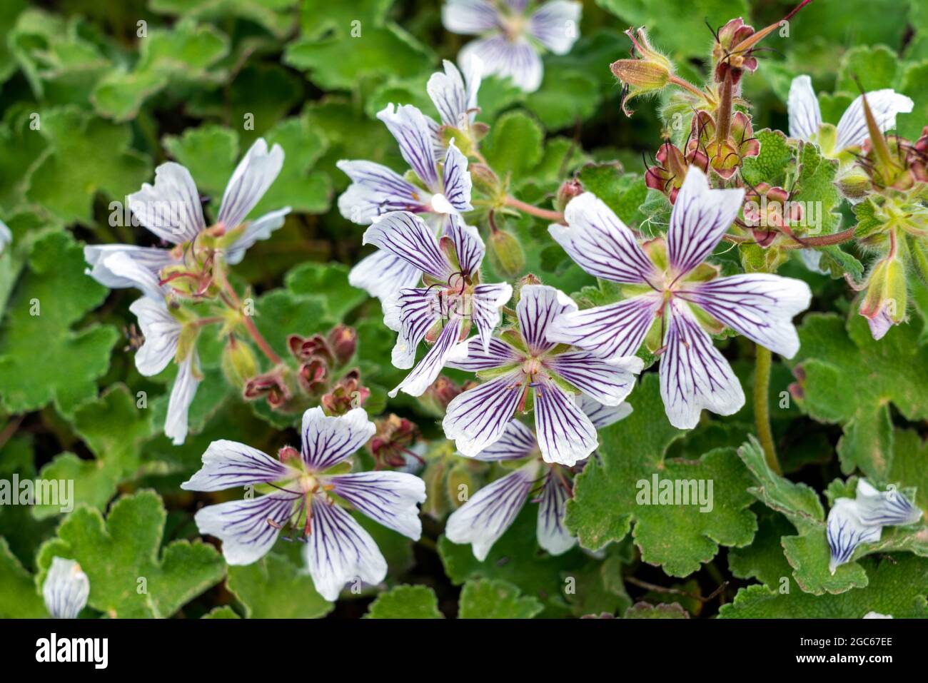 Geranio renardii una pianta fiorente estiva primaverile con un fiore estivo di colore bianco pallido e viola malva comunemente conosciuto come Renard Geranium o Caucasico Foto Stock