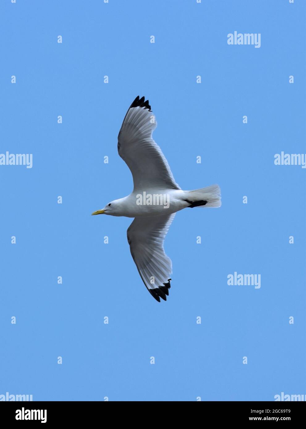 Il Kittiwake ritorna sulle acque costiere britanniche ogni primavera per nidificare in città e su scogliere in grandi colonie garrulous. È dei gabbiani più piccoli Foto Stock