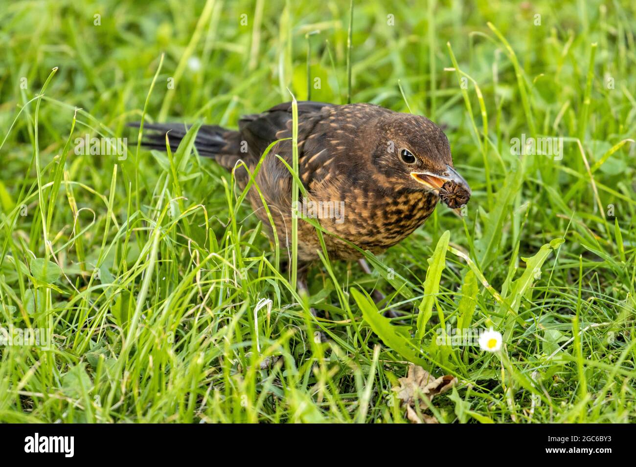 Giovane uccello nero comune (Turdus merula) con frutta nel becco sul prato Foto Stock