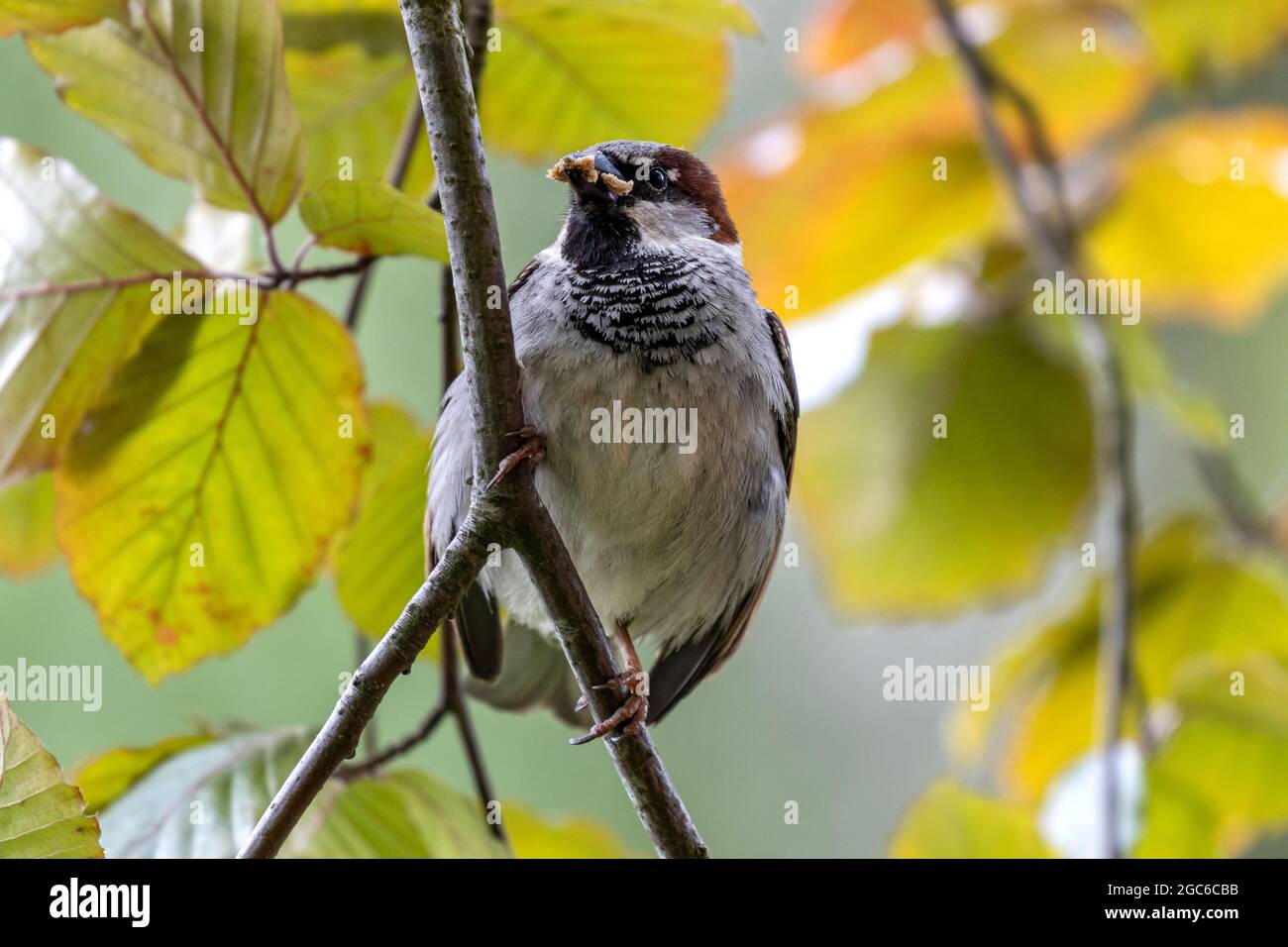 Passera di casa maschile (Passer domesticus) in un albero con cibo per i suoi pulcini nel becco Foto Stock