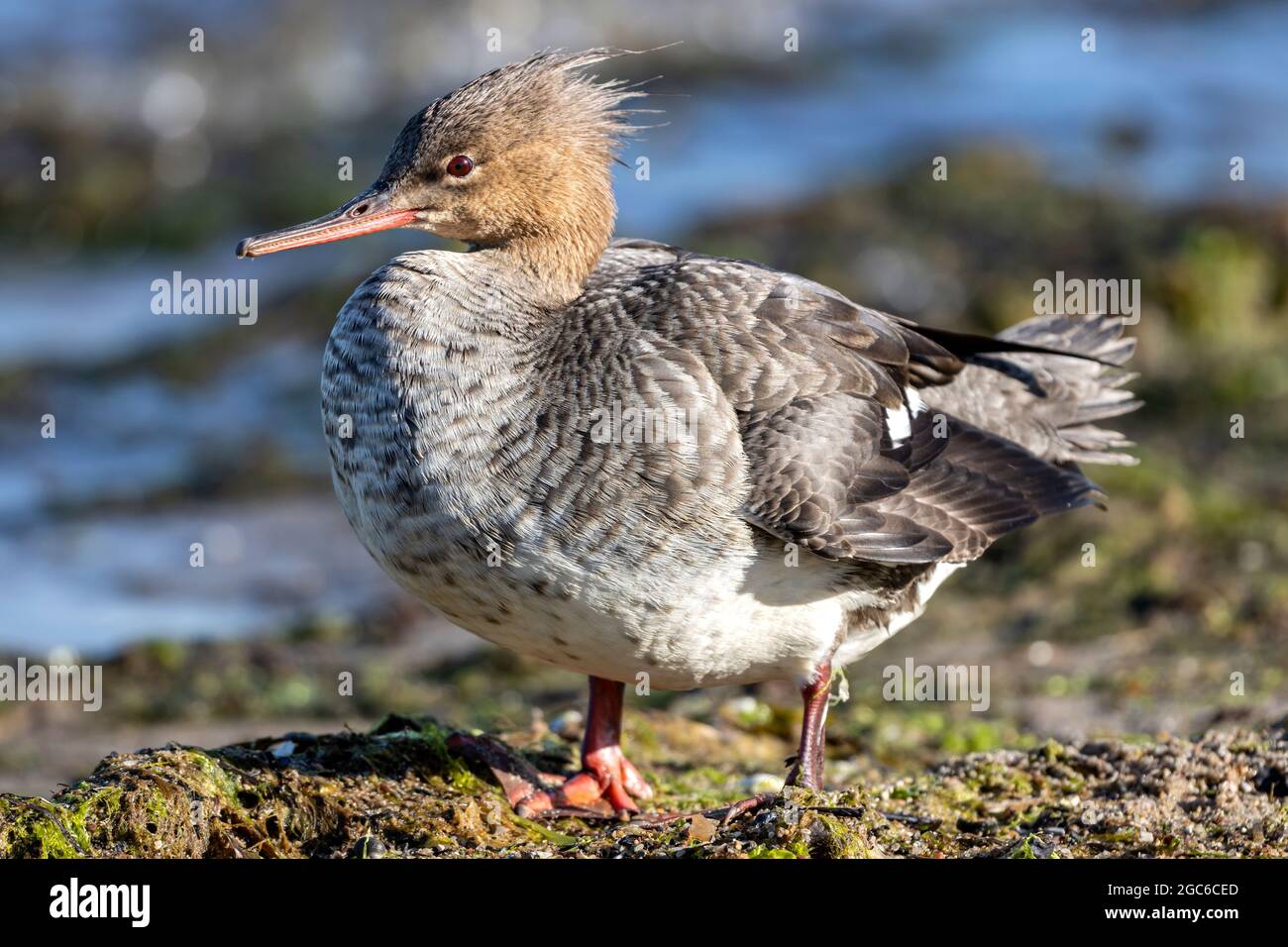 Merganser femminile di razza rossa (Mergus serrator) sulle rive del Mar Baltico Foto Stock