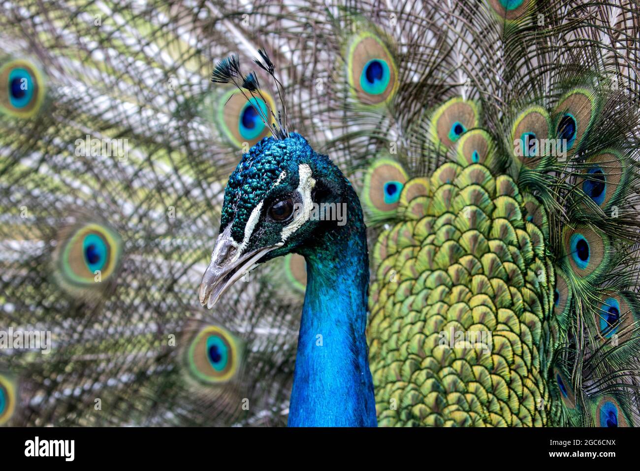 Ritratto di un paafowl indiano maschile (Pavo cristatus) in esposizione Foto Stock