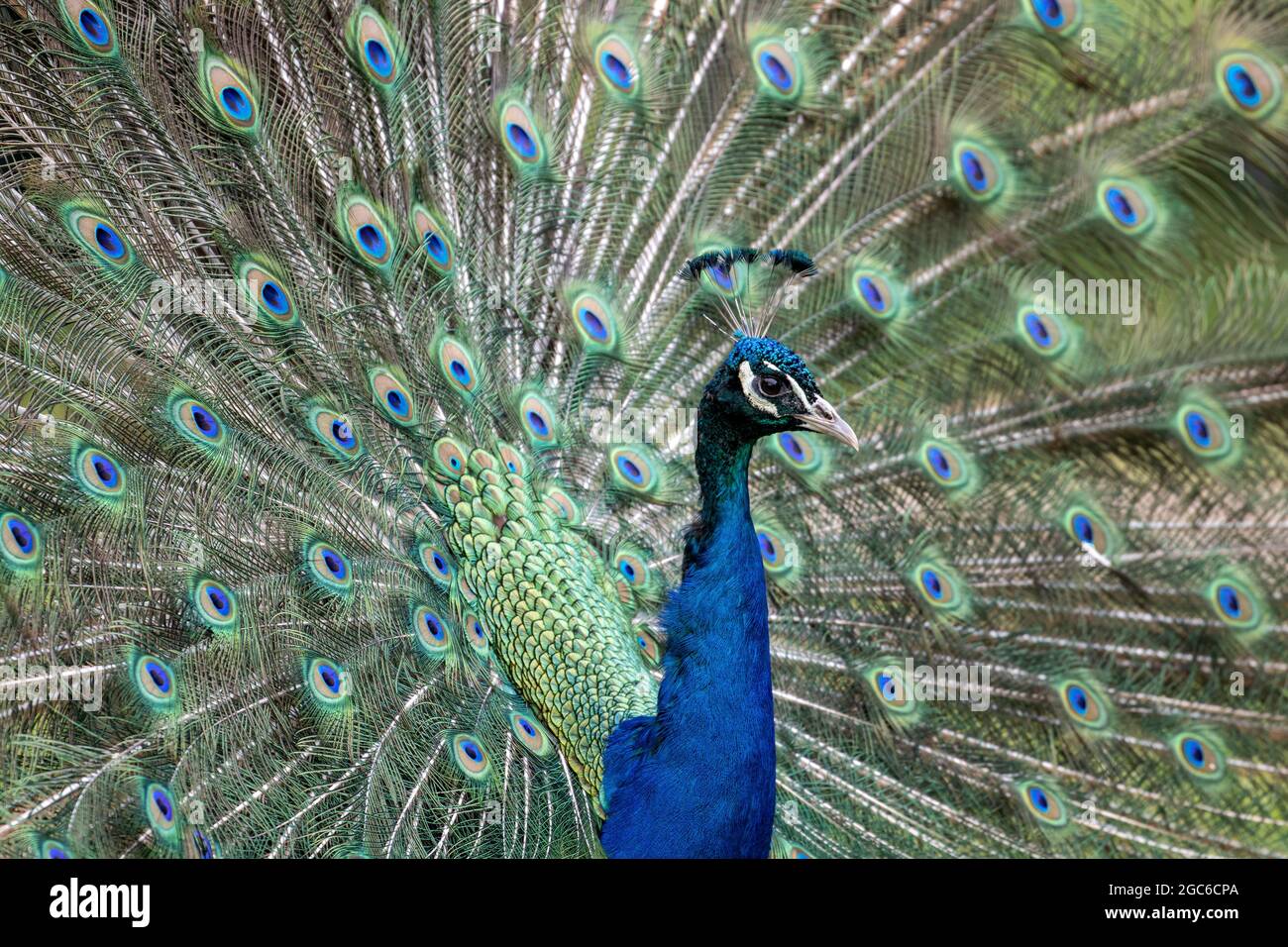 Ritratto di un paafowl indiano maschile (Pavo cristatus) in esposizione Foto Stock