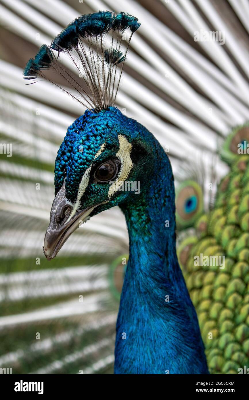 Ritratto di un paafowl indiano maschile (Pavo cristatus) in esposizione Foto Stock