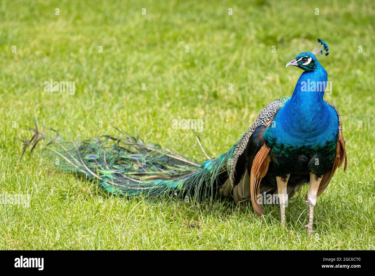 Paafowl indiano maschile (Pavo cristatus) sul prato Foto Stock