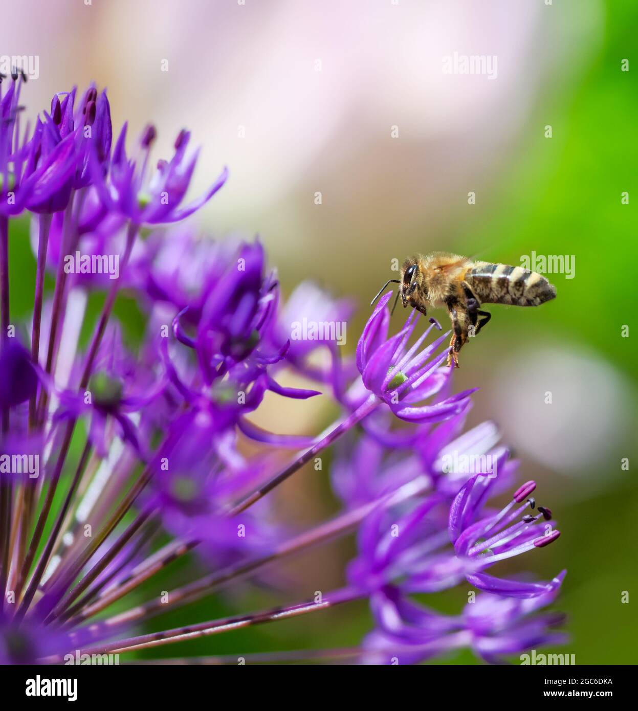 Macro di un Honeybee che vola a un fiore di cipolla gigante viola Foto Stock