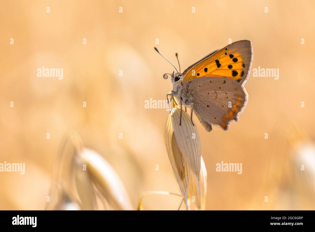 Piccola farfalla di rame (Lycaena phlaeas) appollaiata su cereali in campo in una giornata di sole a luglio. Montferland, Gelderland, Paesi Bassi Foto Stock