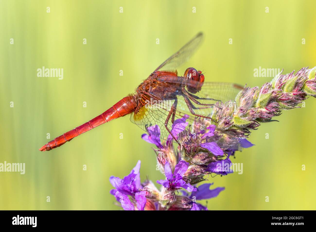 Ampia libellula scarlatto (Crocotemis erythraea) Foto Stock