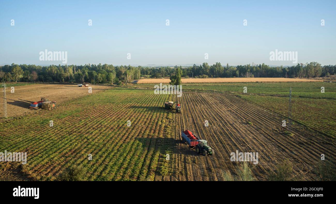 Vista aerea dei lavori di raccolta del pomodoro. Trattore con rimorchio completo Foto Stock