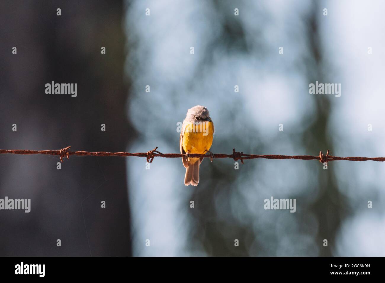 Giallo orientale Robin, uccello australiano. Foto Stock