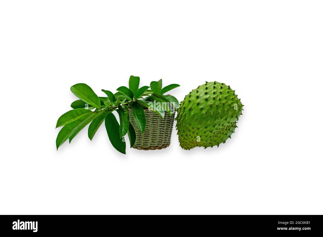 Annona muricata (graviola) è un frutto della famiglia di mele custode in climi tropicali di tutto il mondo. Foto Stock