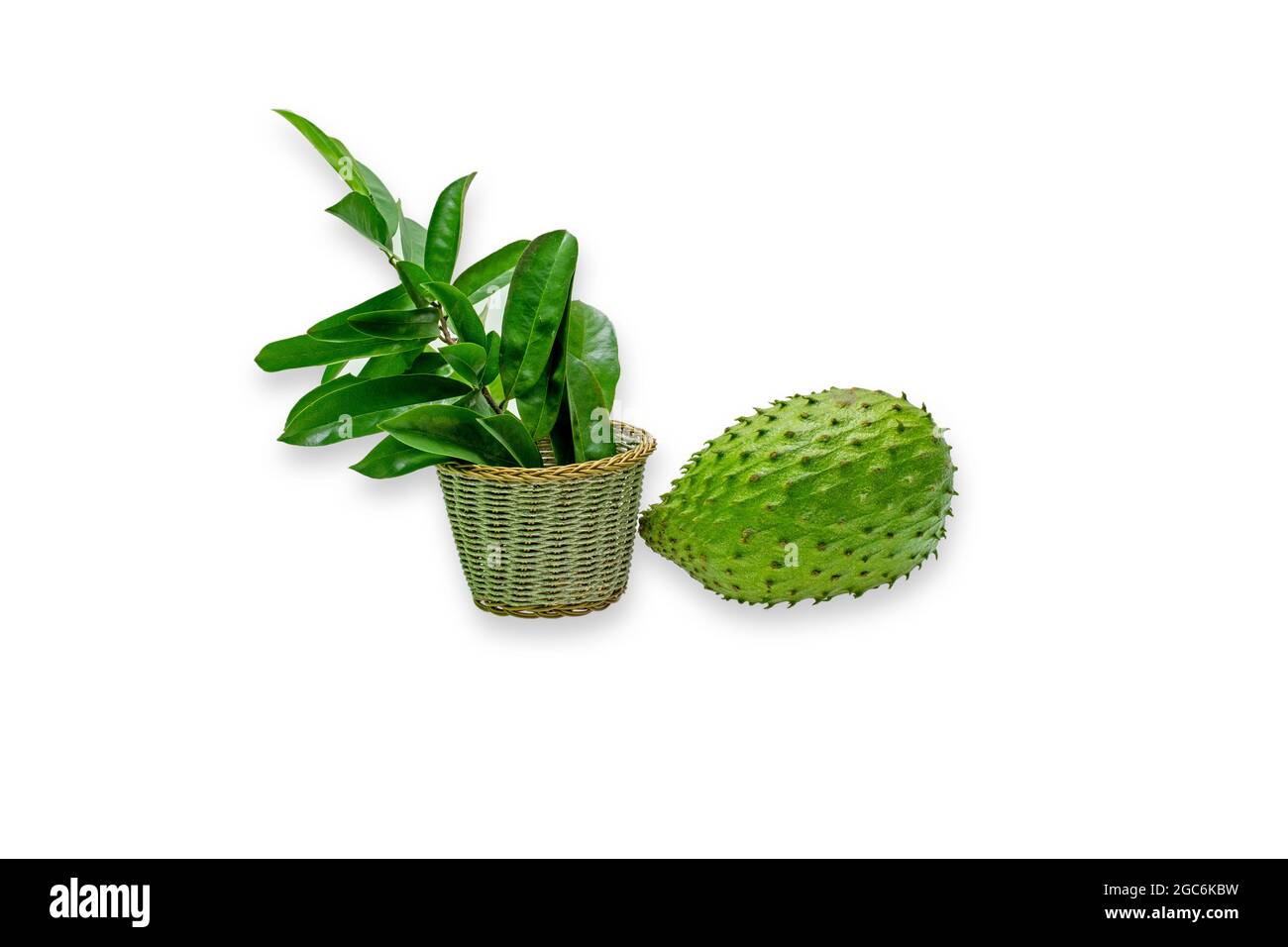 Annona muricata (graviola) è un frutto della famiglia di mele custode in climi tropicali di tutto il mondo. Foto Stock