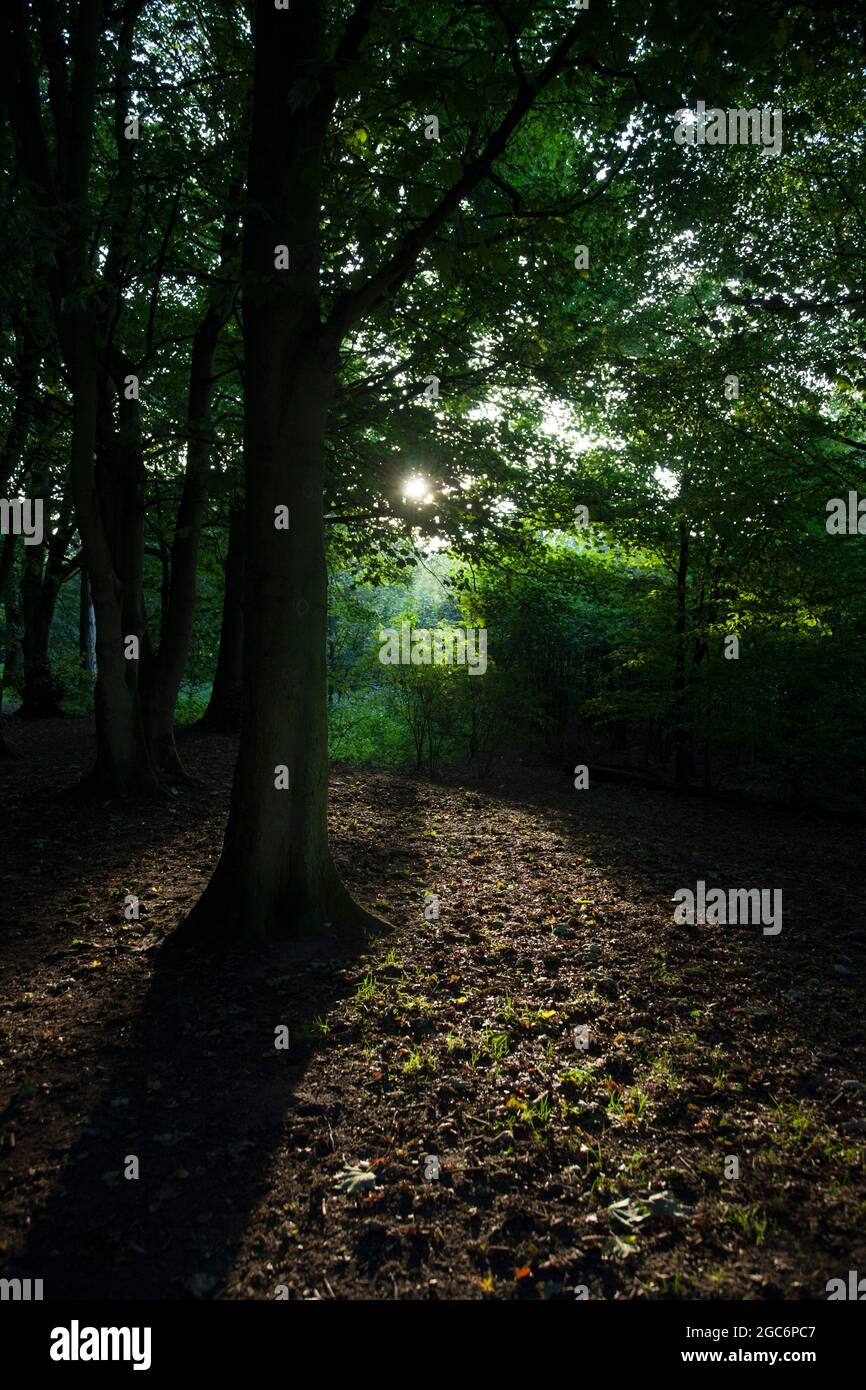 La luce del sole della sera autunnale brilla attraverso il baldacchino di un albero di sicomoro, facendo ombre affilate sul pavimento della foresta. Una scena tranquilla e tranquilla Foto Stock