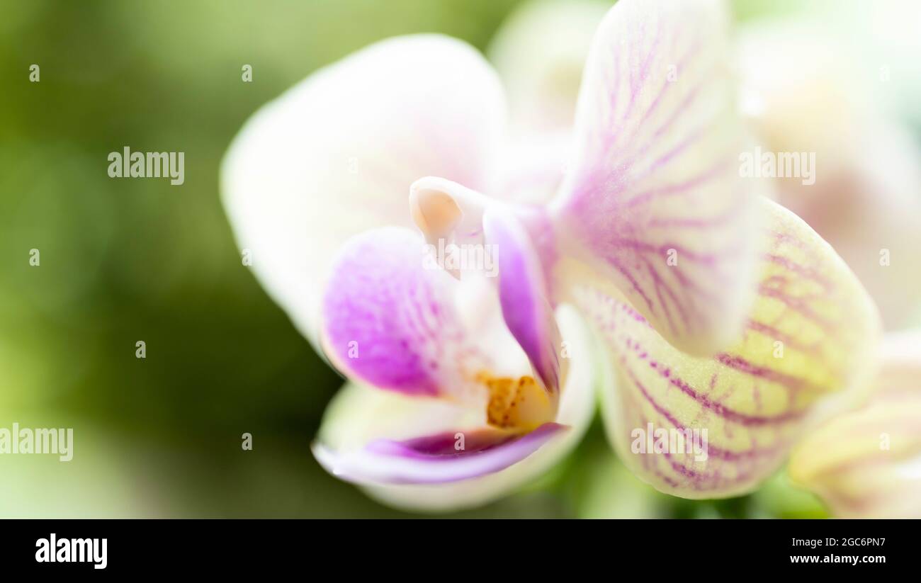 Close-up di orchidea Foto Stock