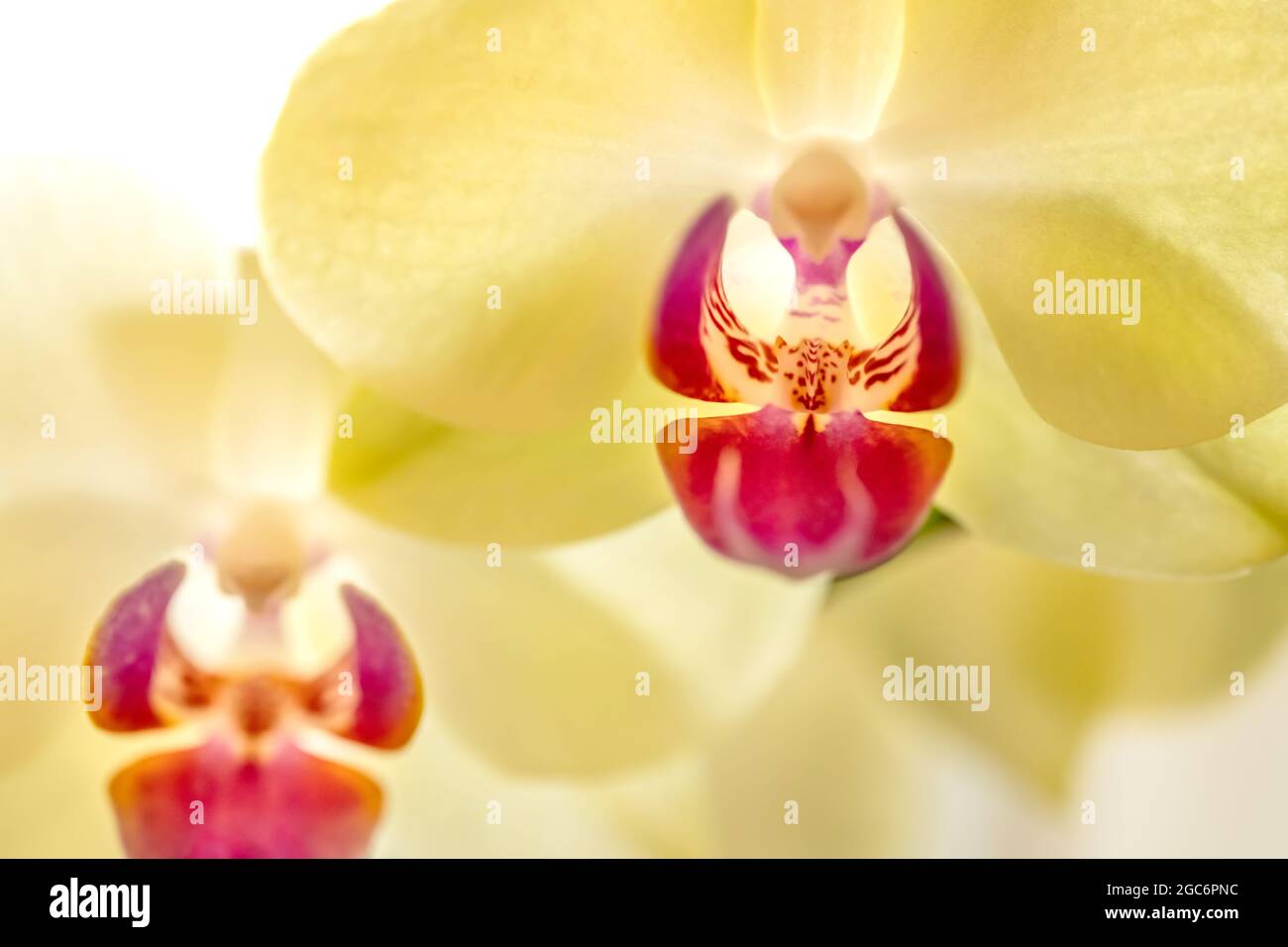 Close-up di orchidee Foto Stock