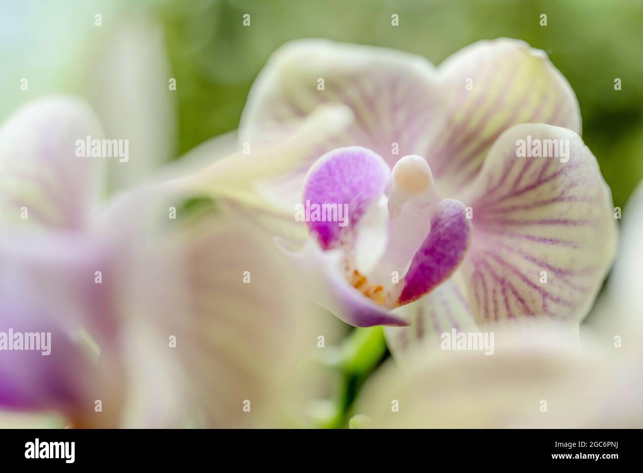 Close-up di orchidee Foto Stock