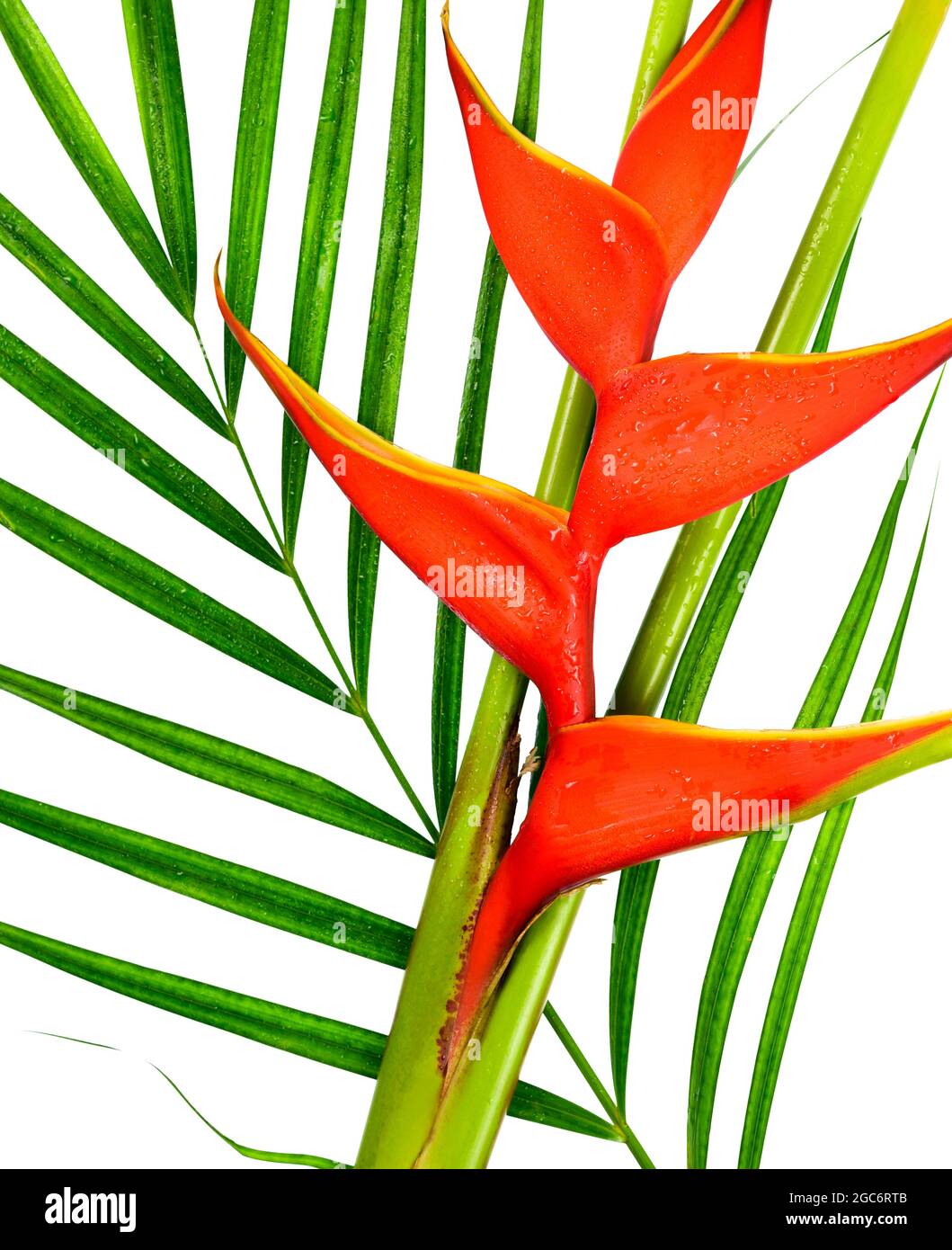 Primo piano del fiore di heliconia Foto Stock