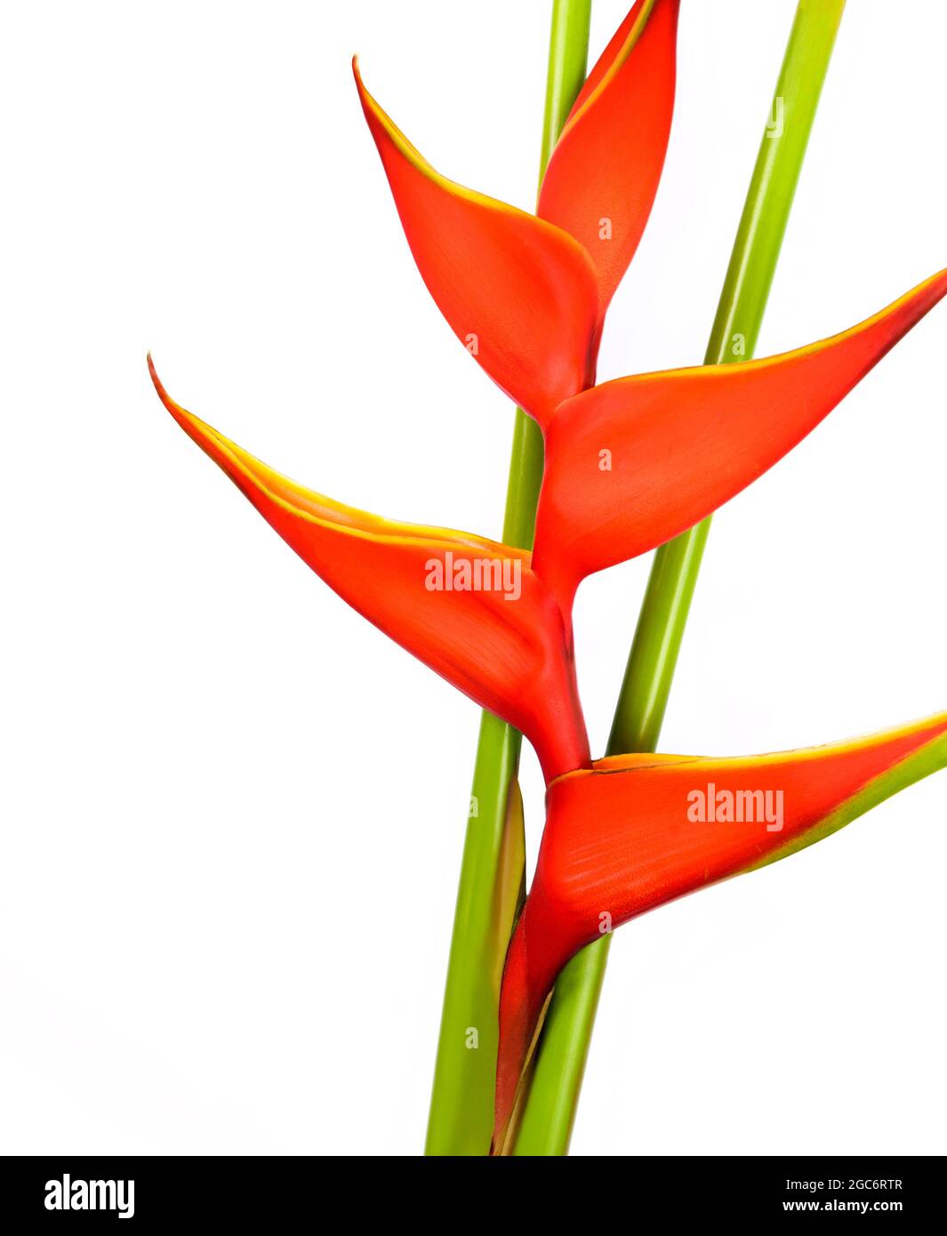 Primo piano del fiore di heliconia Foto Stock