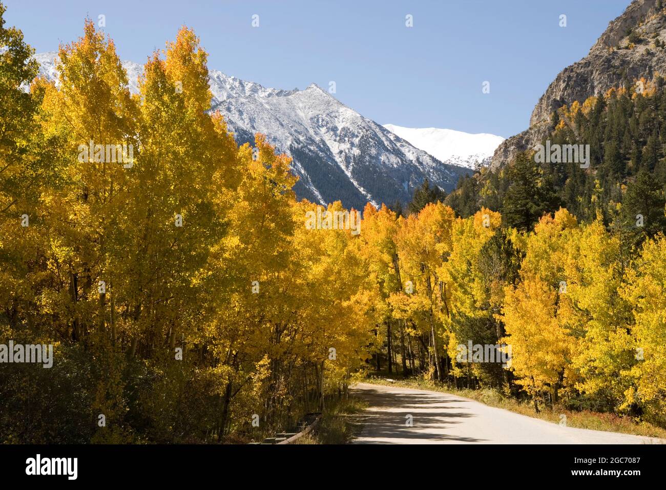 USA, Colorado, Aspen , Aspen gialli alberi in montagna in autunno Foto Stock
