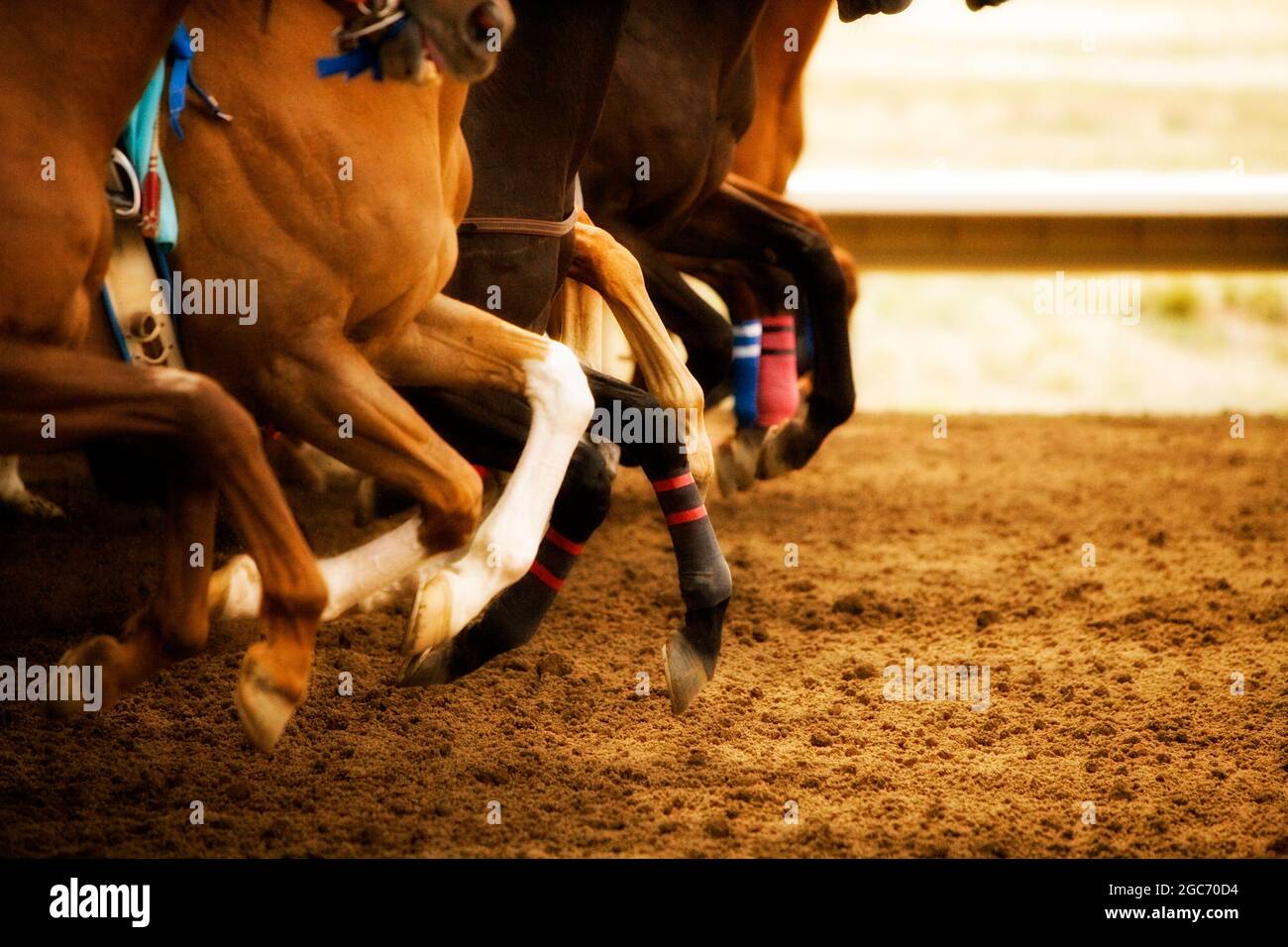 Gambe di cavalli da corsa che corrono fianco a fianco sulla pista da corsa durante la competizione Foto Stock