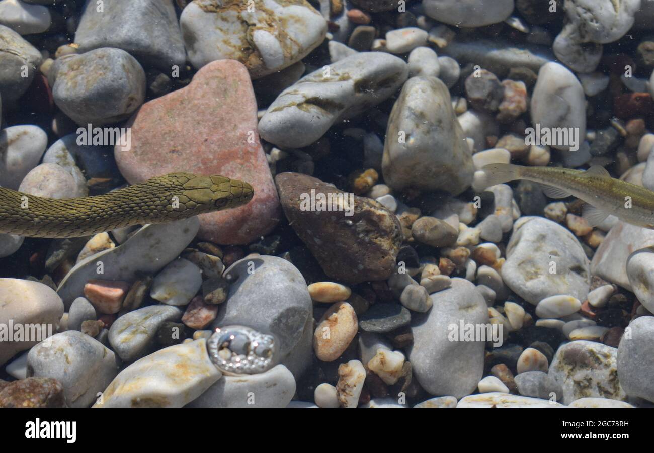 Serpente d'acqua cercando di catturare un piccolo pesce Foto Stock