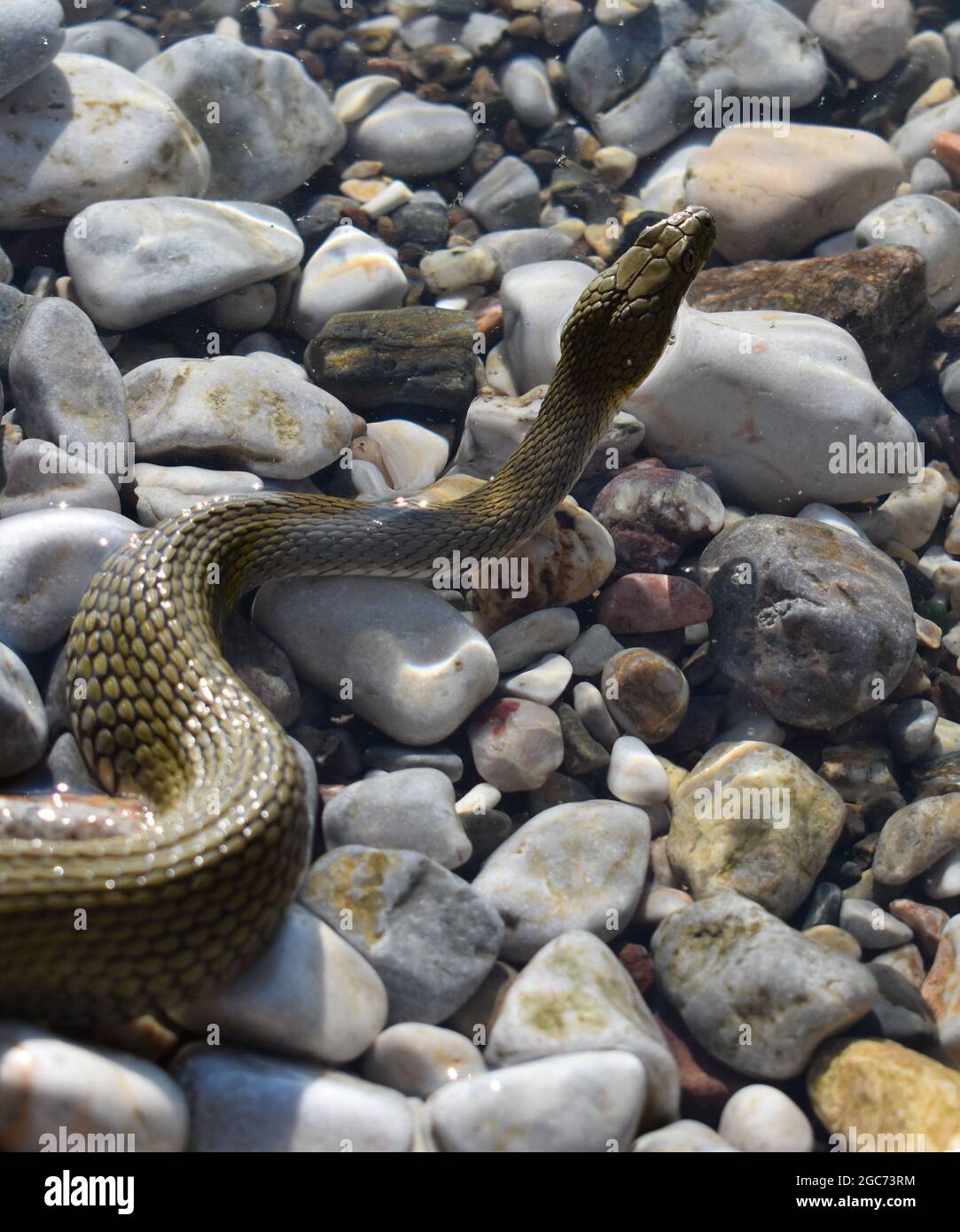 Serpenti da vicino Foto Stock