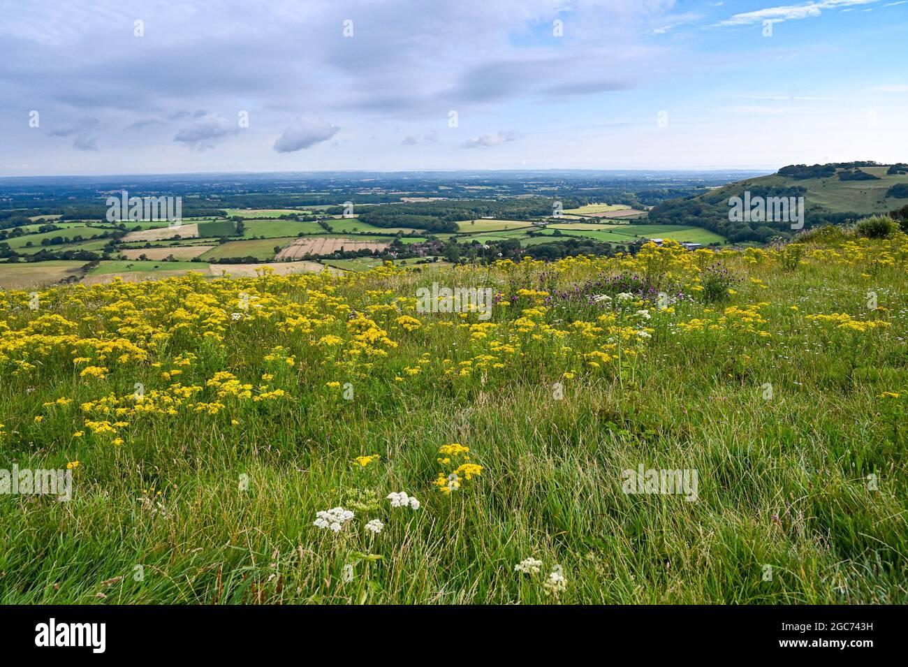 Fiori selvatici che crescono nel luogo di bellezza Devils Dyke lungo il South Downs Way National Park vicino a Brighton Sussex UK Foto Stock