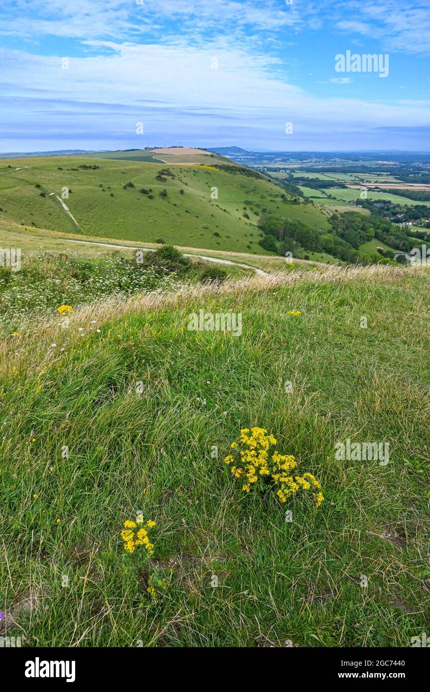 Fiori selvatici che crescono nel luogo di bellezza Devils Dyke lungo il South Downs Way National Park vicino a Brighton Sussex UK Foto Stock