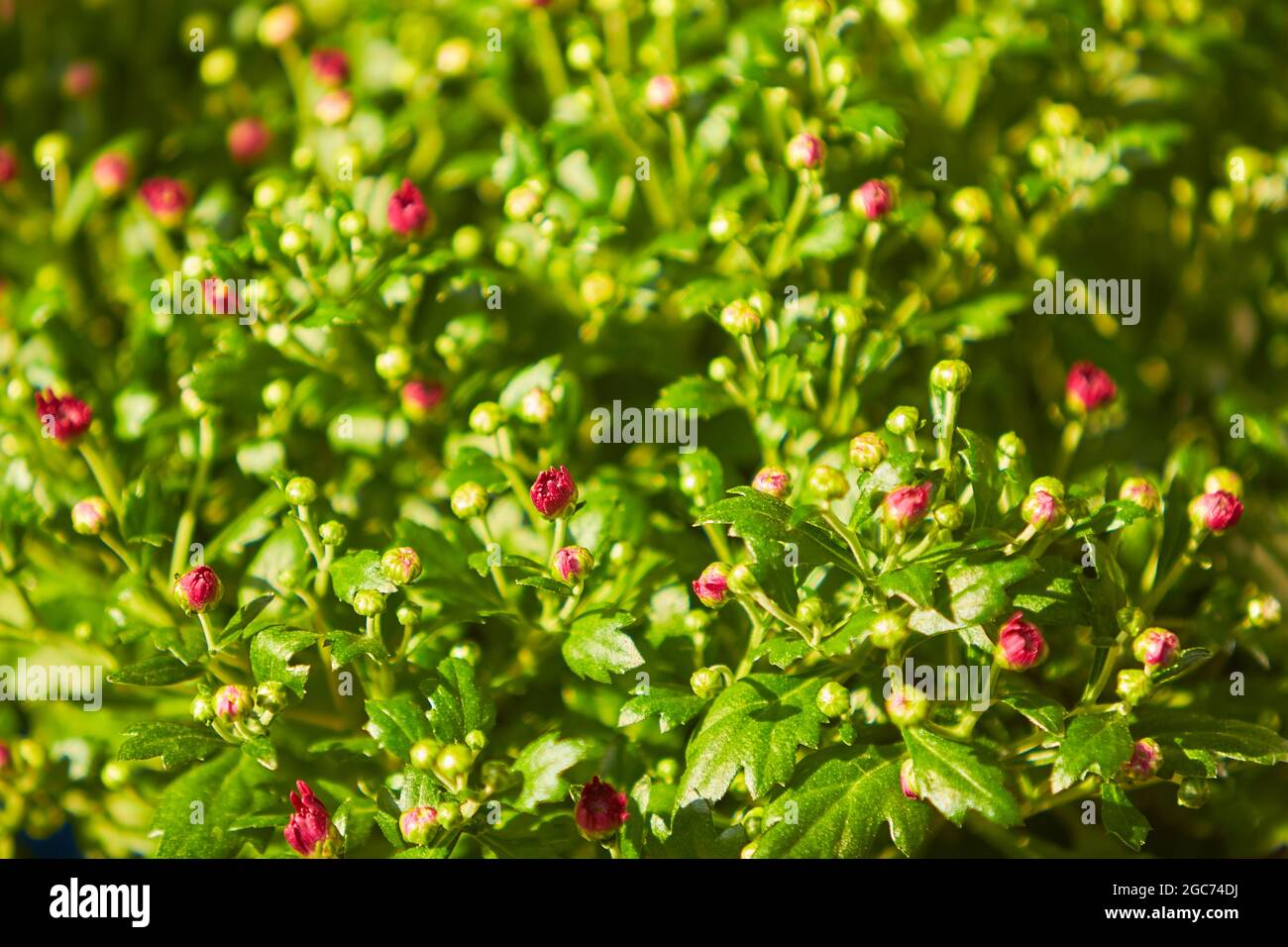 Rosso di Crisantemo gemme mazzo in un giardino Foto Stock
