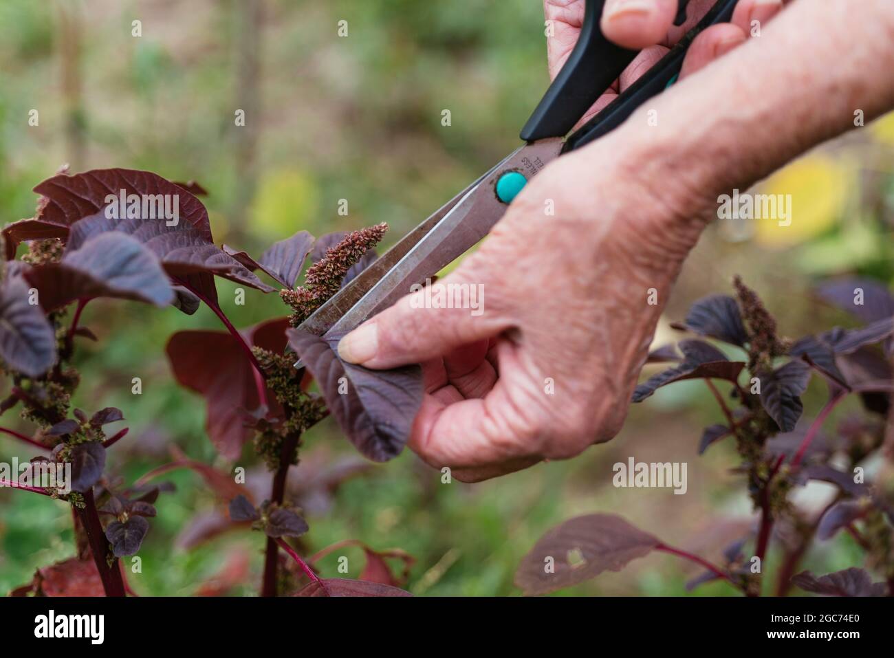 Giardiniere che raccoglie amaranto viola (Amaranthus blitum). Foto Stock