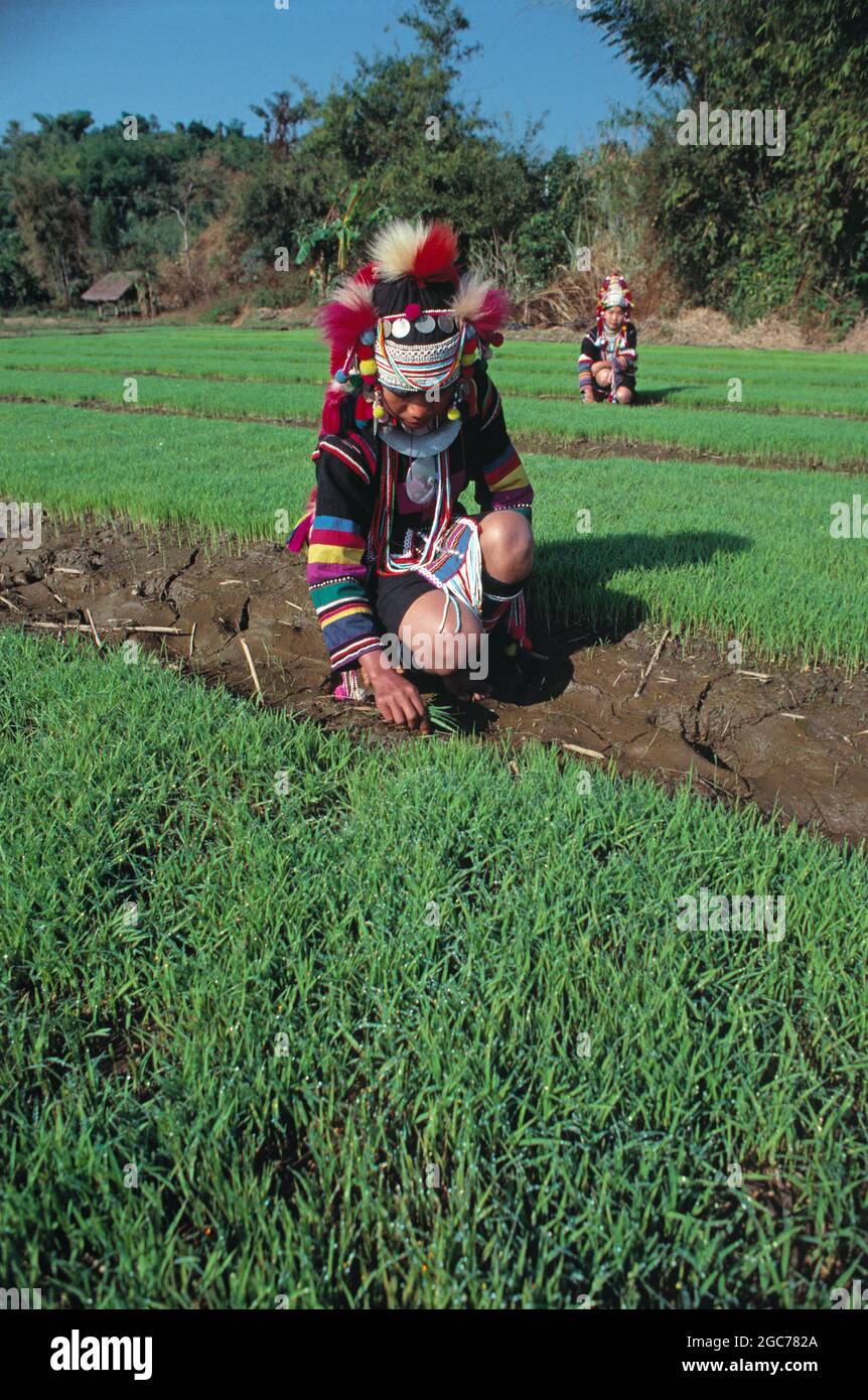 Thailandia del Nord. Akha tribù donne che lavorano nel campo del riso. Foto Stock