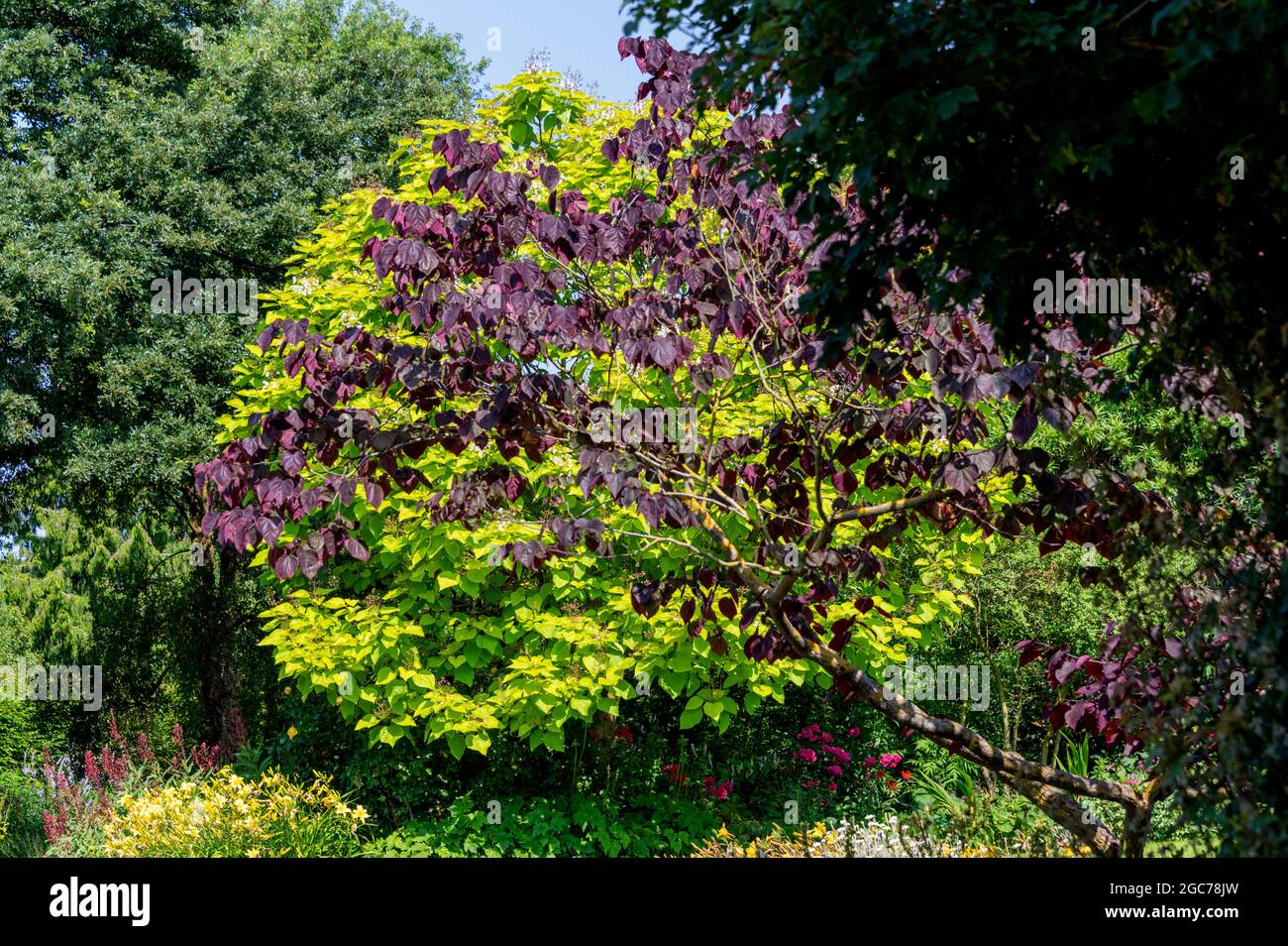 Albero di fagioli indiani d'oro, Catalpa bignonioides Aurea, albero di fagioli indiani Aurea, Bignoniaceae, Cercis Forest Pansy Foto Stock