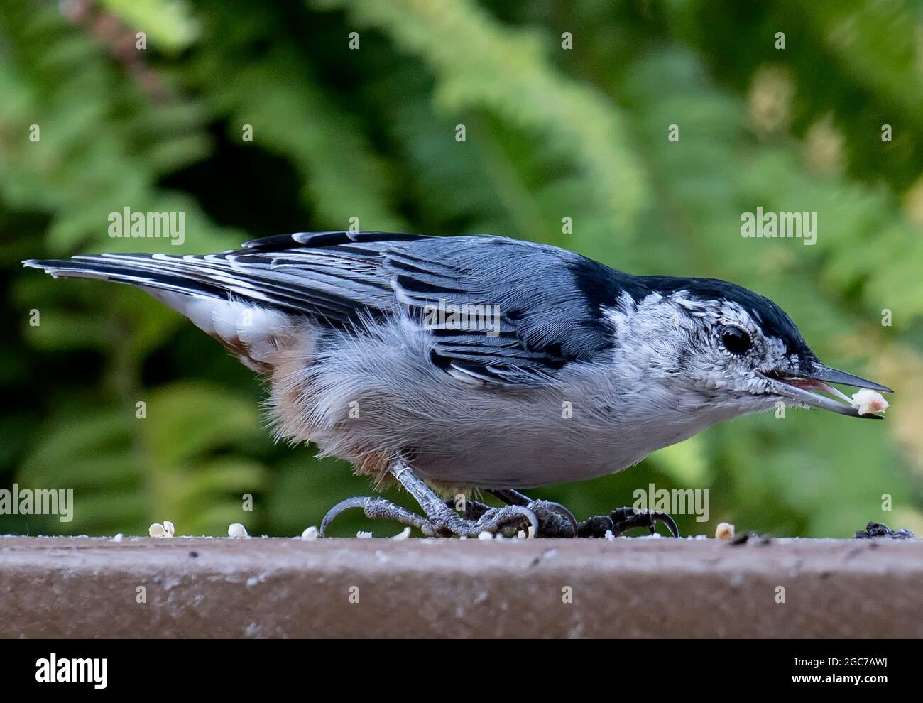 Nuthatch strofina un seme di uccello sul ponte Foto Stock