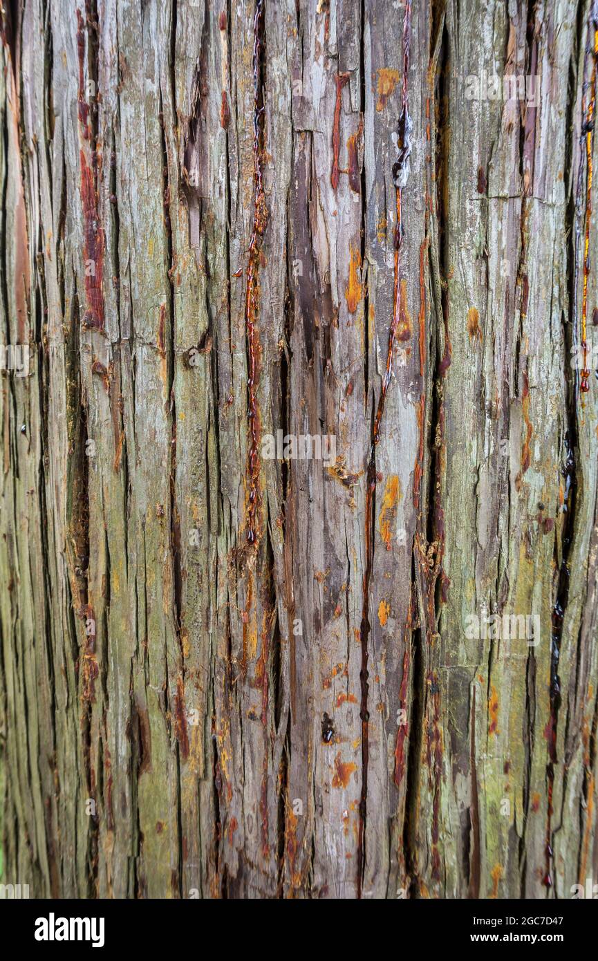 Corteccia di albero con resina di legno gocce di fondo texture. Cunninghamia lanceolata o primo piano dell'abete cinese Foto Stock