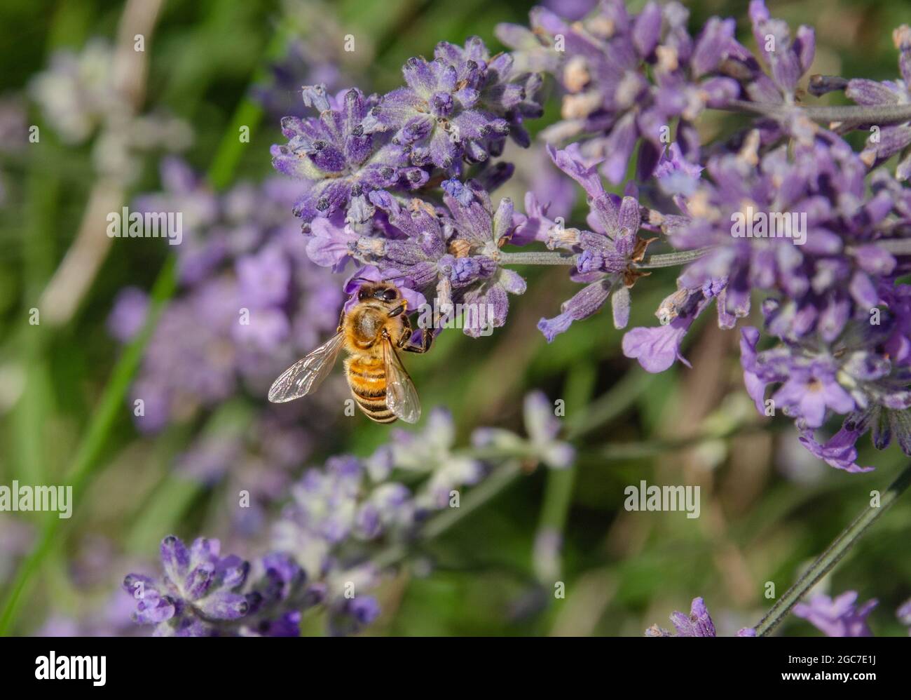 Blumen und Insekten Foto Stock