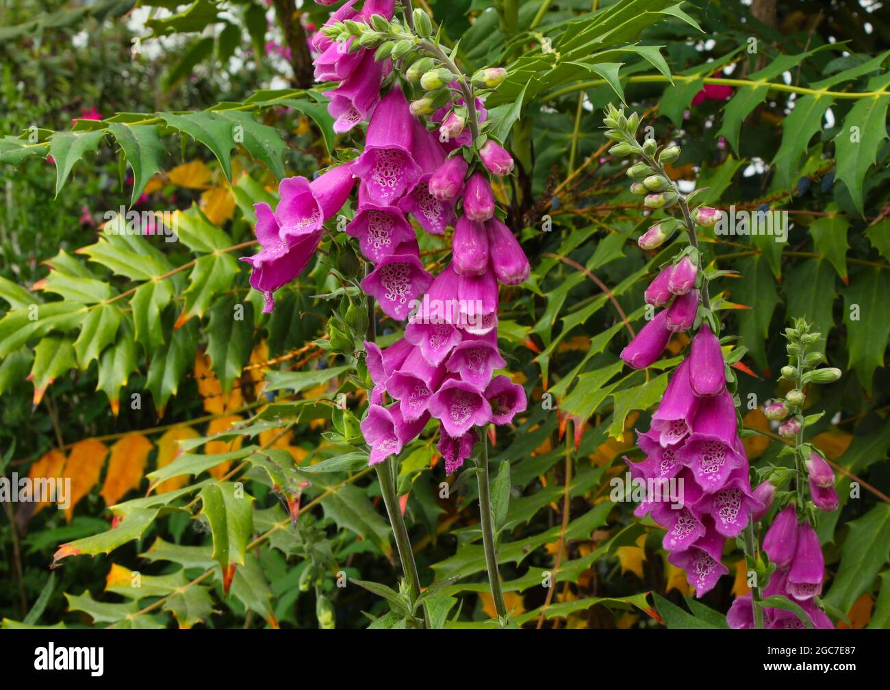 Un'immagine dei fiori rosa Foxglove Foto Stock