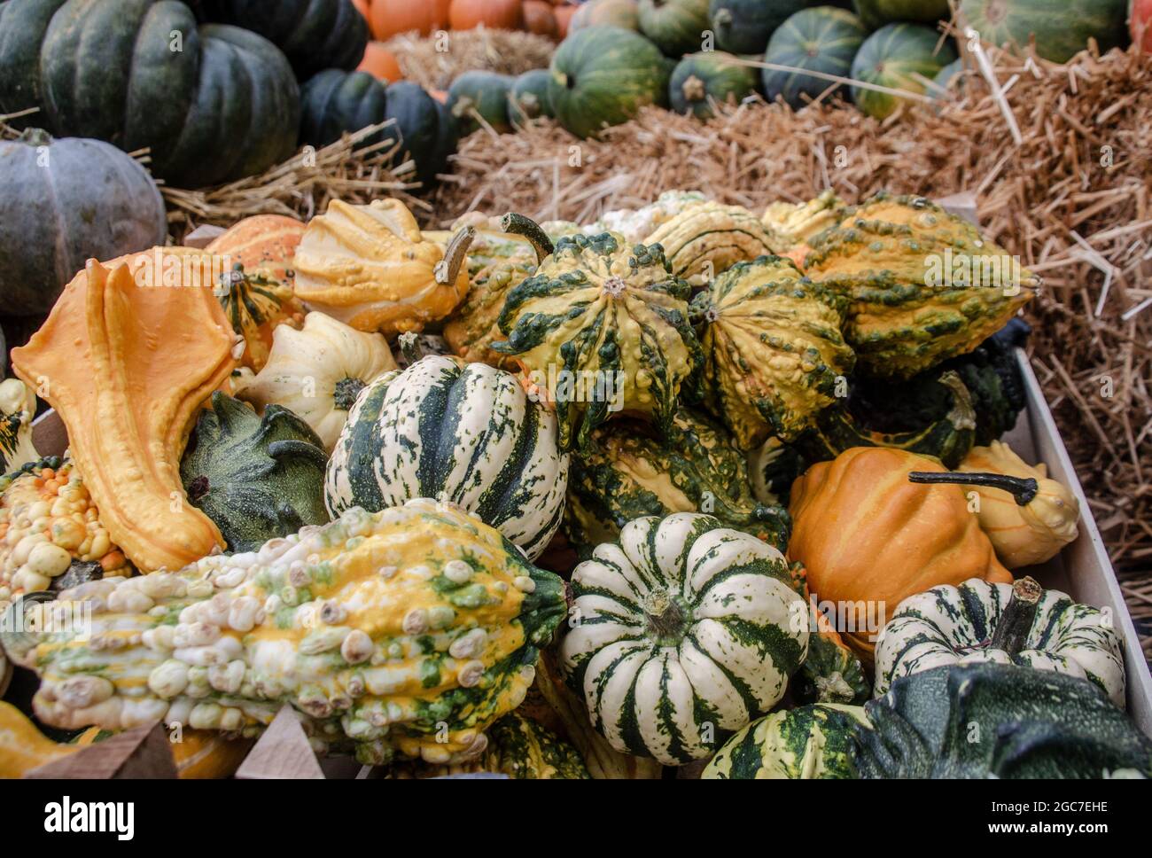Kürbisse Foto Stock