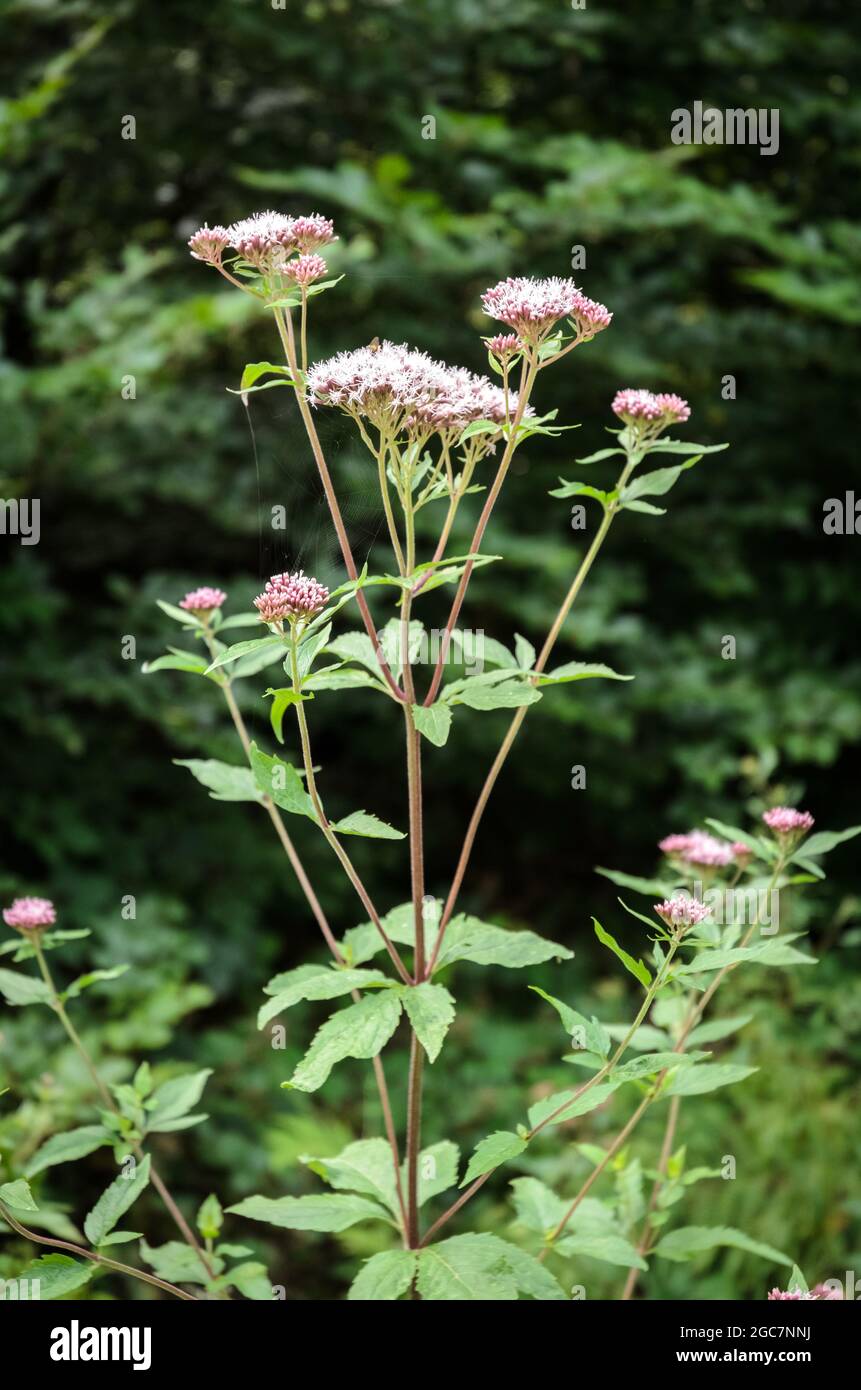 Eupiatorium cannabinum, noto come canapa-agrimonia o corda Santa Foto Stock