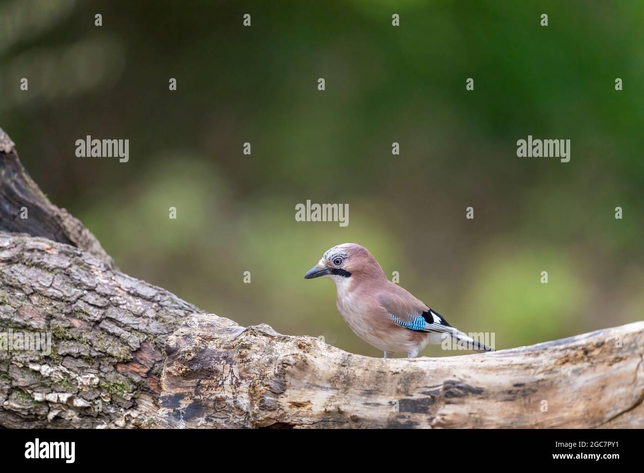 Jay, Garrulus glandarius, vicino a Rayleigh, Essex Foto Stock