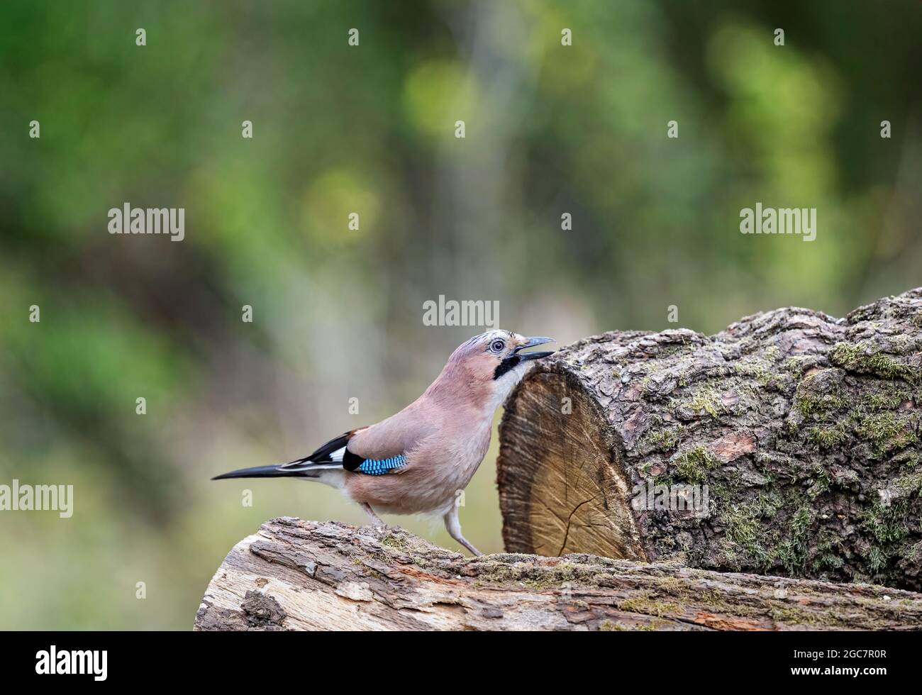 Jay, Garrulus glandarius, vicino a Rayleigh, Essex Foto Stock