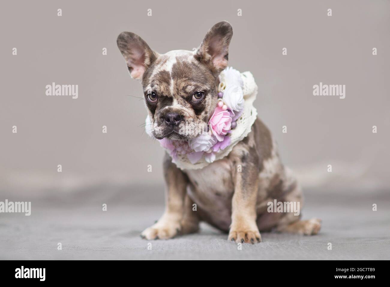 Carino cucciolo di cane Bulldog francese color merle con chiazze che indossano un collare floreale di fronte a sfondo grigio Foto Stock