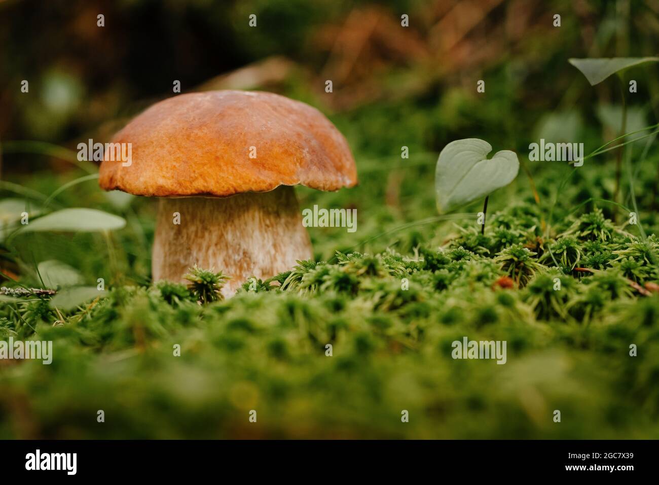 Funghi commestibili nella foresta Foto Stock