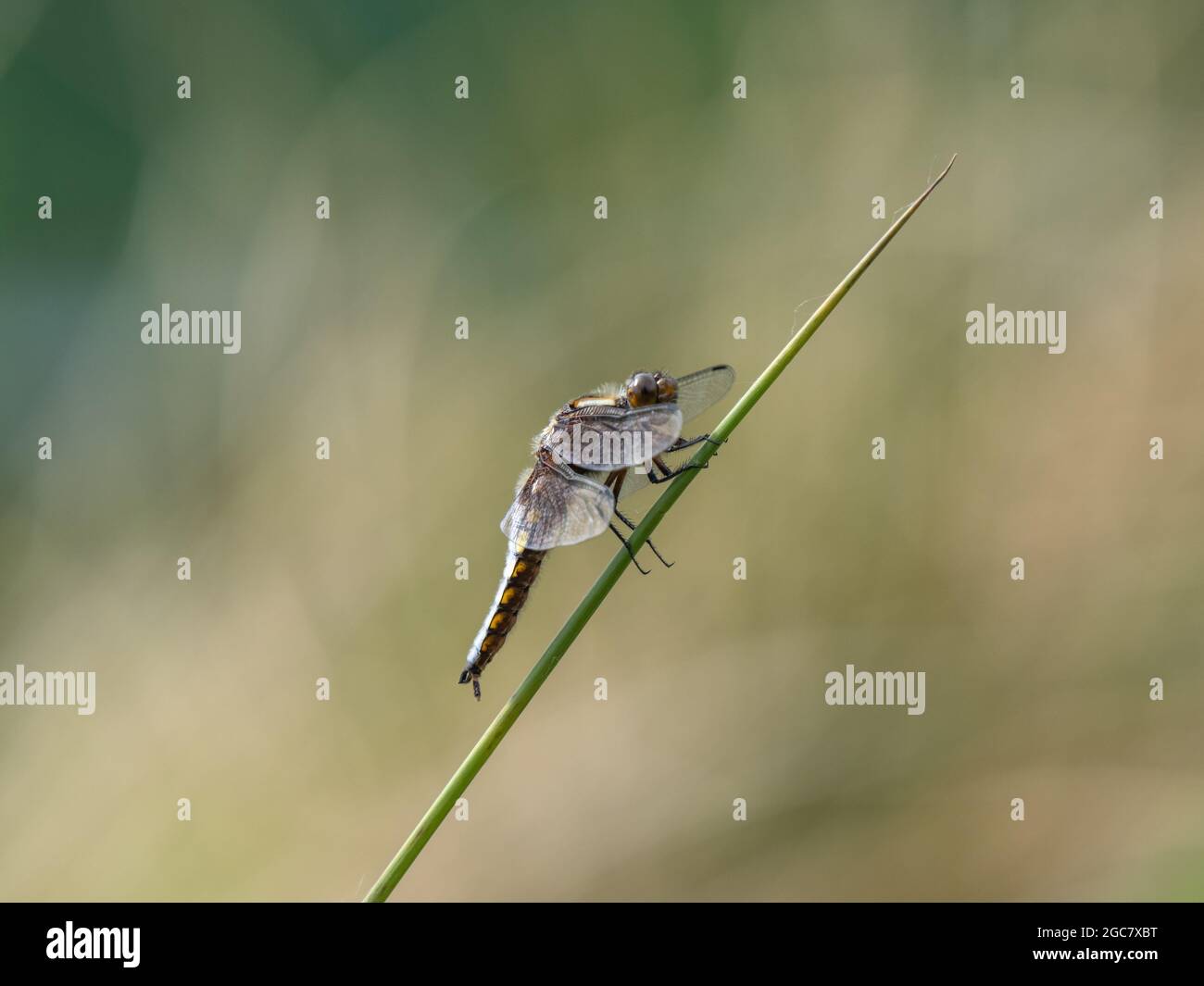 Chaser maschile di corpo largo che riposa su una Reed Foto Stock