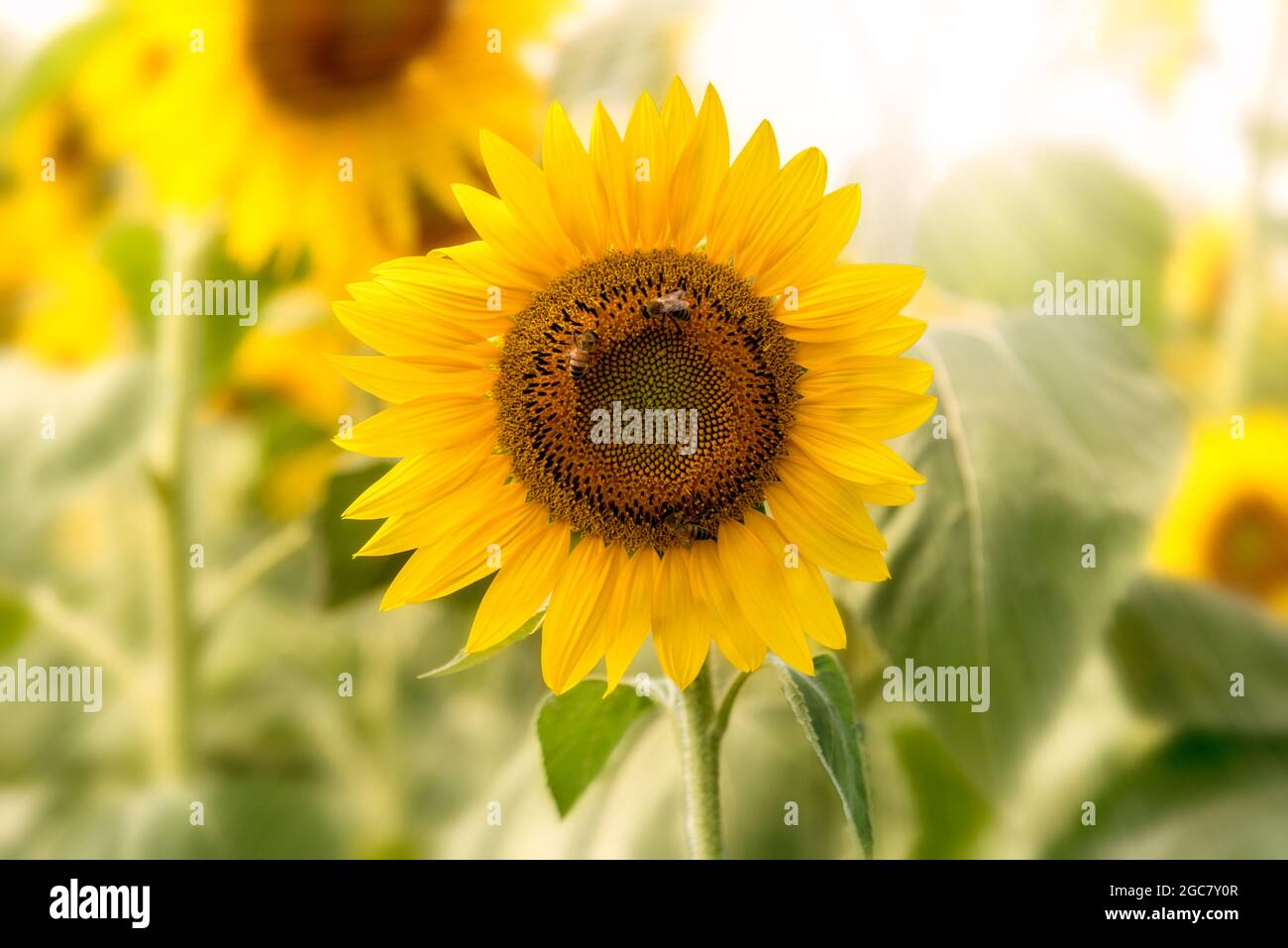 Fiore di girasole con api in retroilluminazione su sfondo sfocato, spazio di copia, grafica per etichetta, saluto e poster Foto Stock