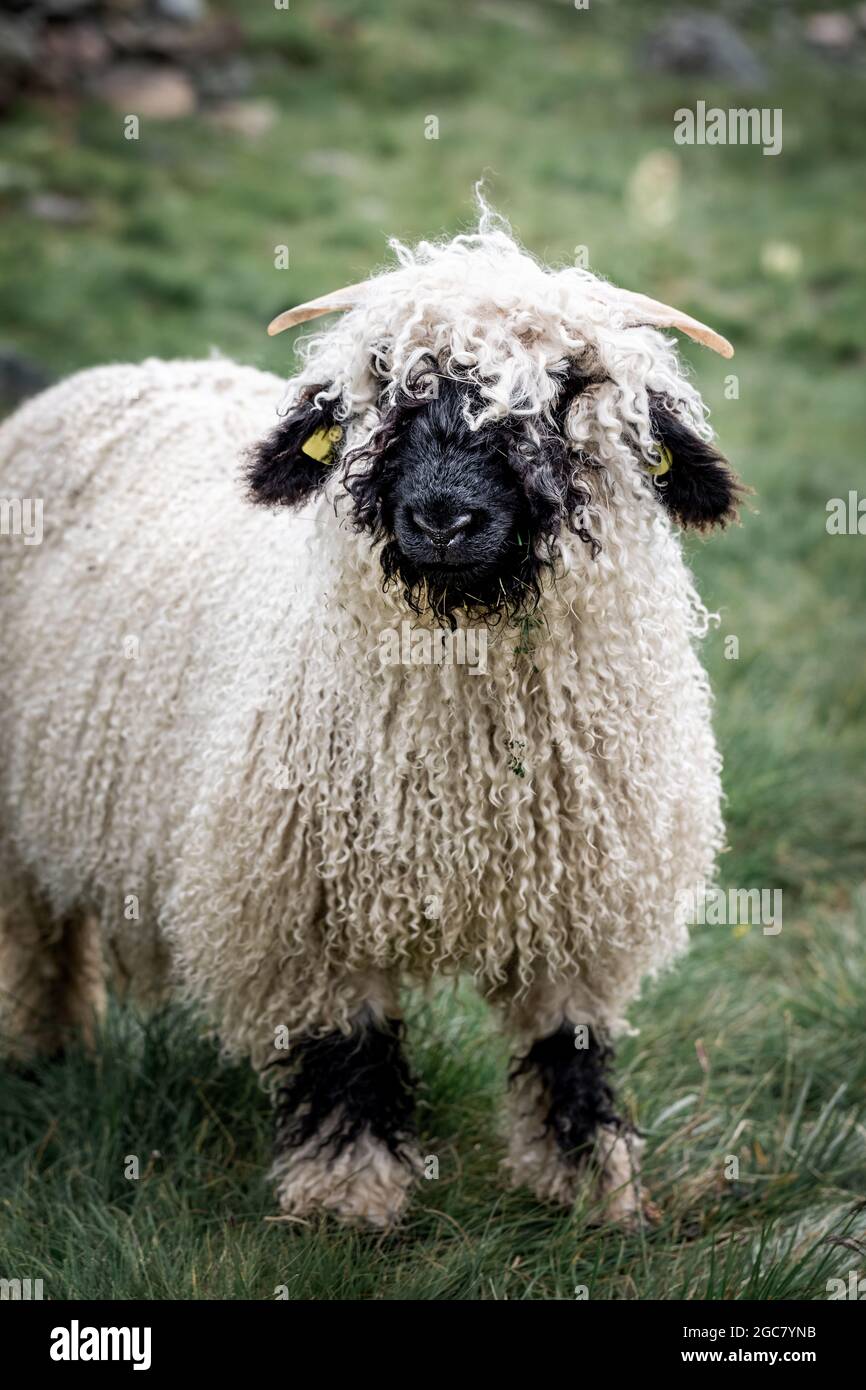 Pecore Valais Blacknose a Zermatt, Svizzera, durante l'estate. Vallese Blacknose è una razza di ovini domestici originari della regione Vallese di Swit Foto Stock