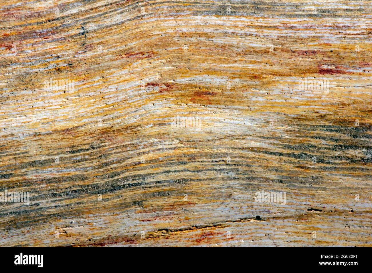 Legno di teak pietrificato, struttura fossile a fuoco basso, sfondo naturale Foto Stock