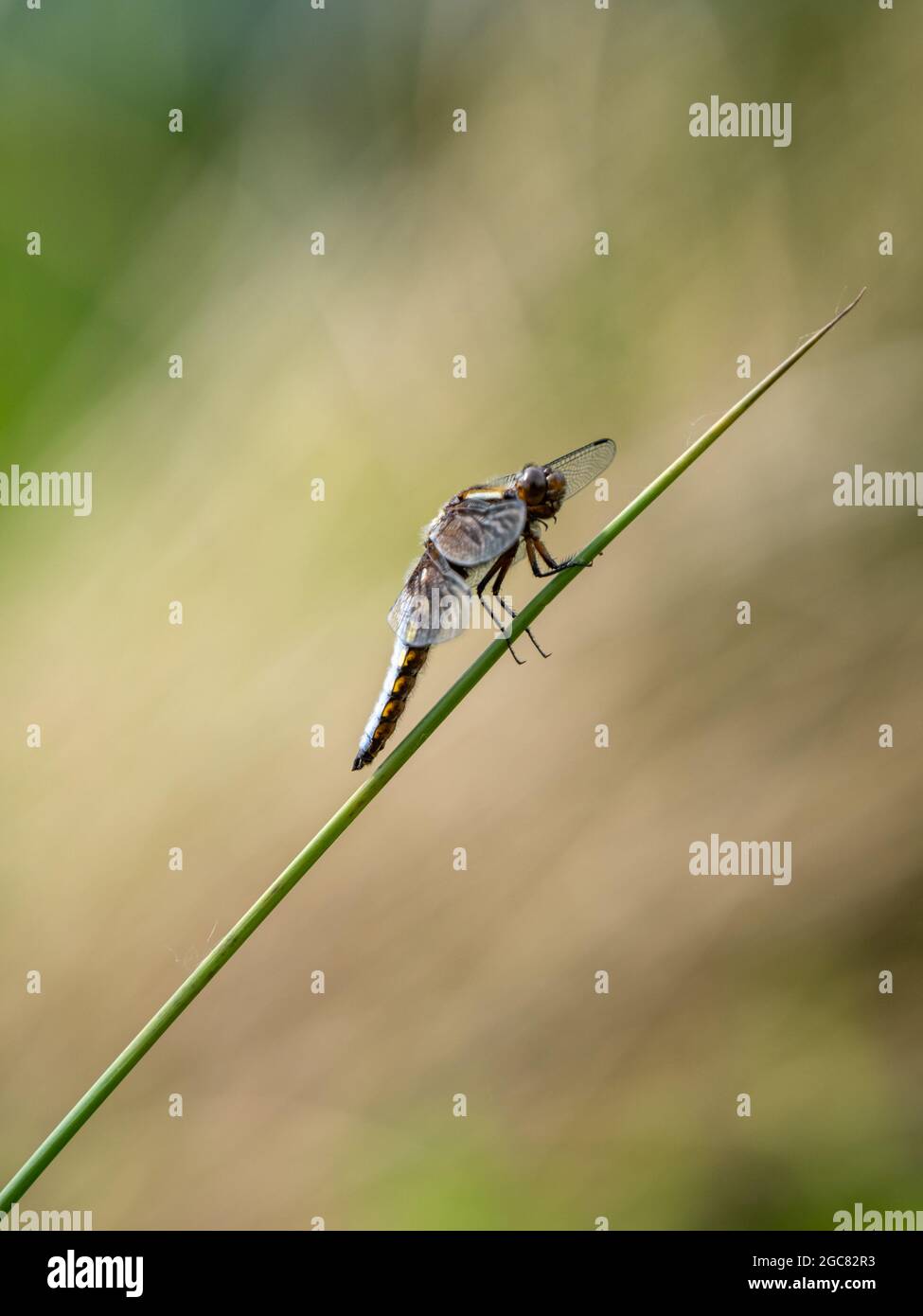 Chaser maschile di corpo largo che riposa su una Reed Foto Stock