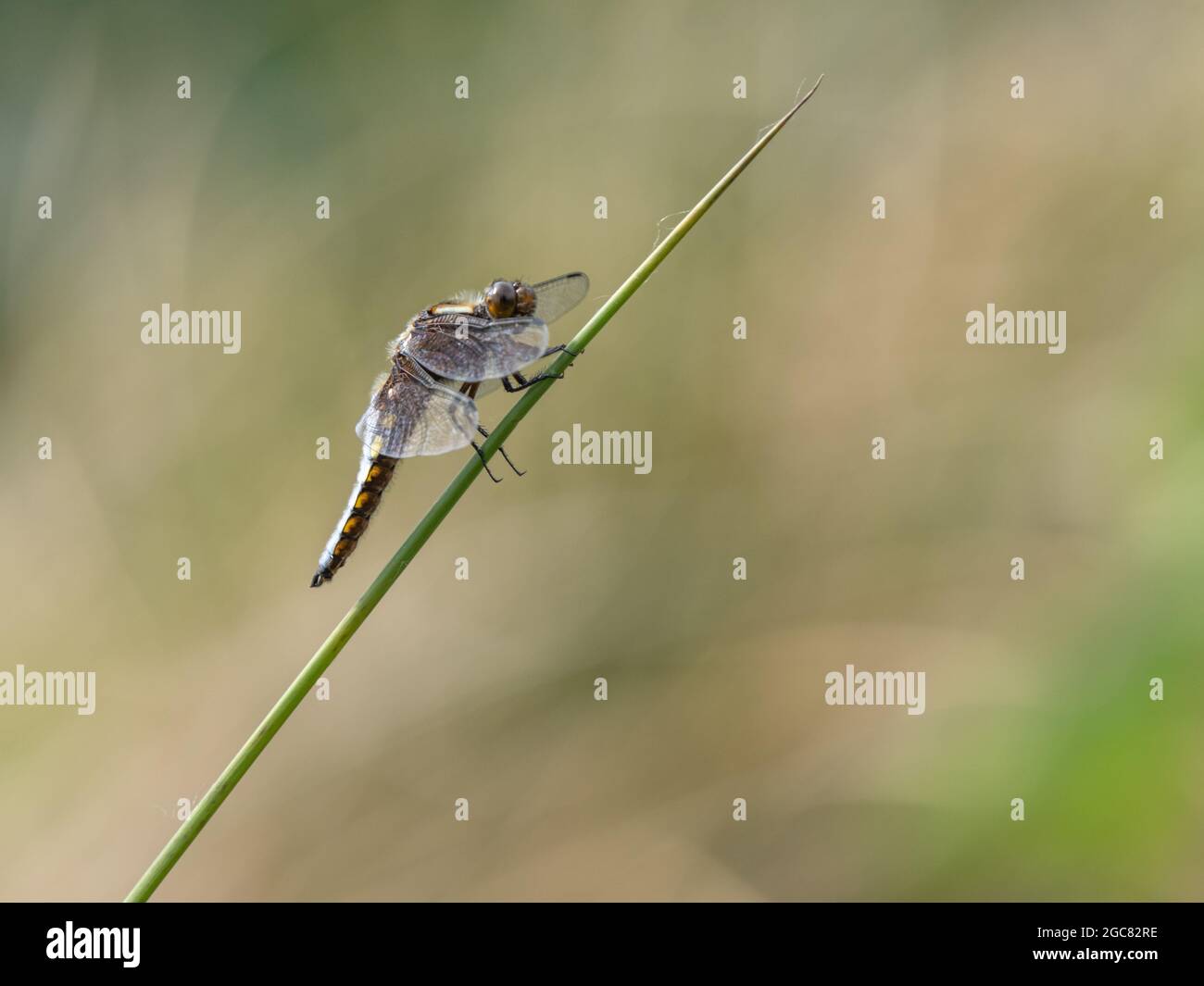 Chaser maschile di corpo largo che riposa su una Reed Foto Stock